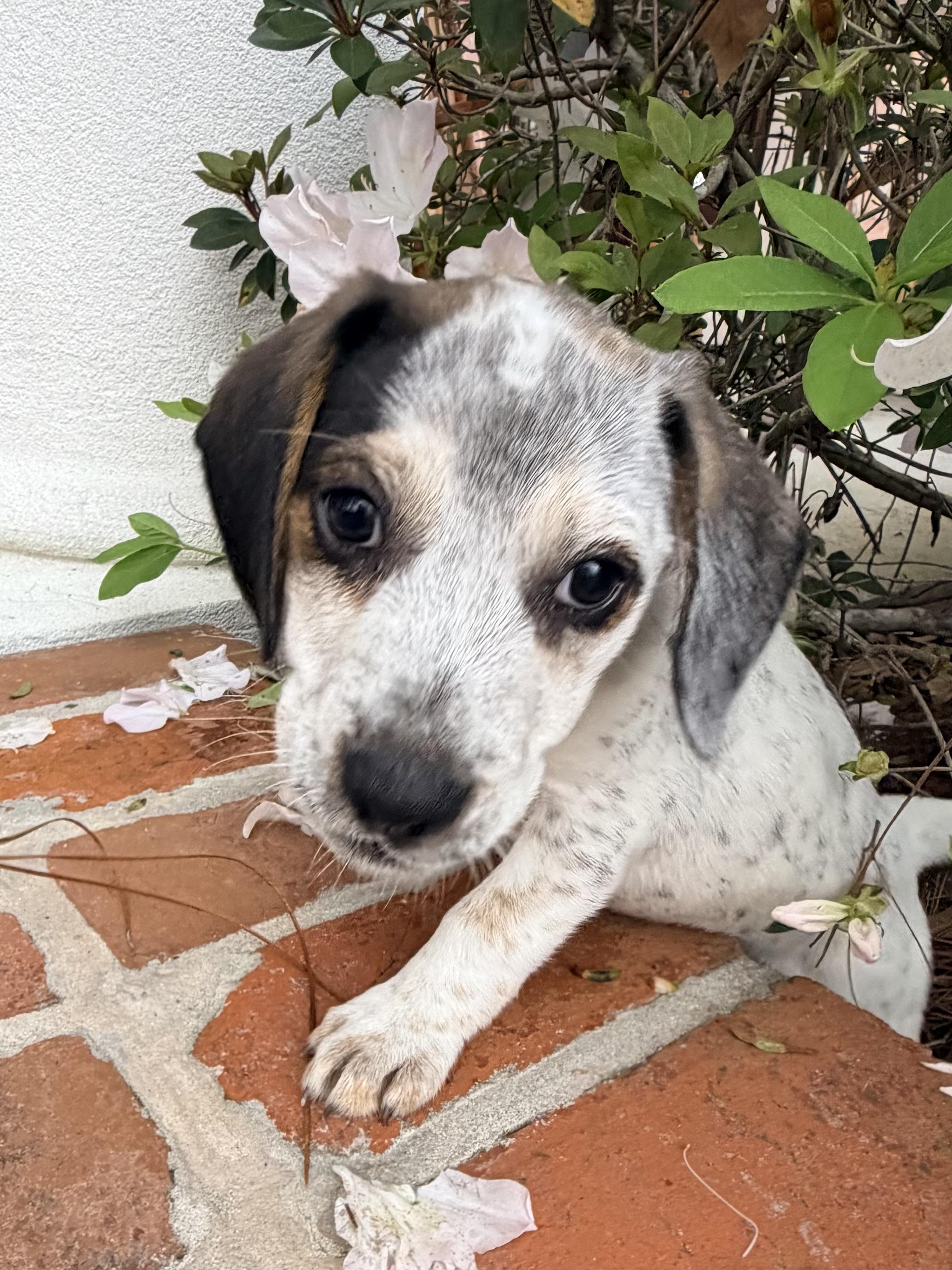 Hudson, ADOPTABLE, Puppy Male Beagle & Australian Cattle Dog / Blue Heeler.