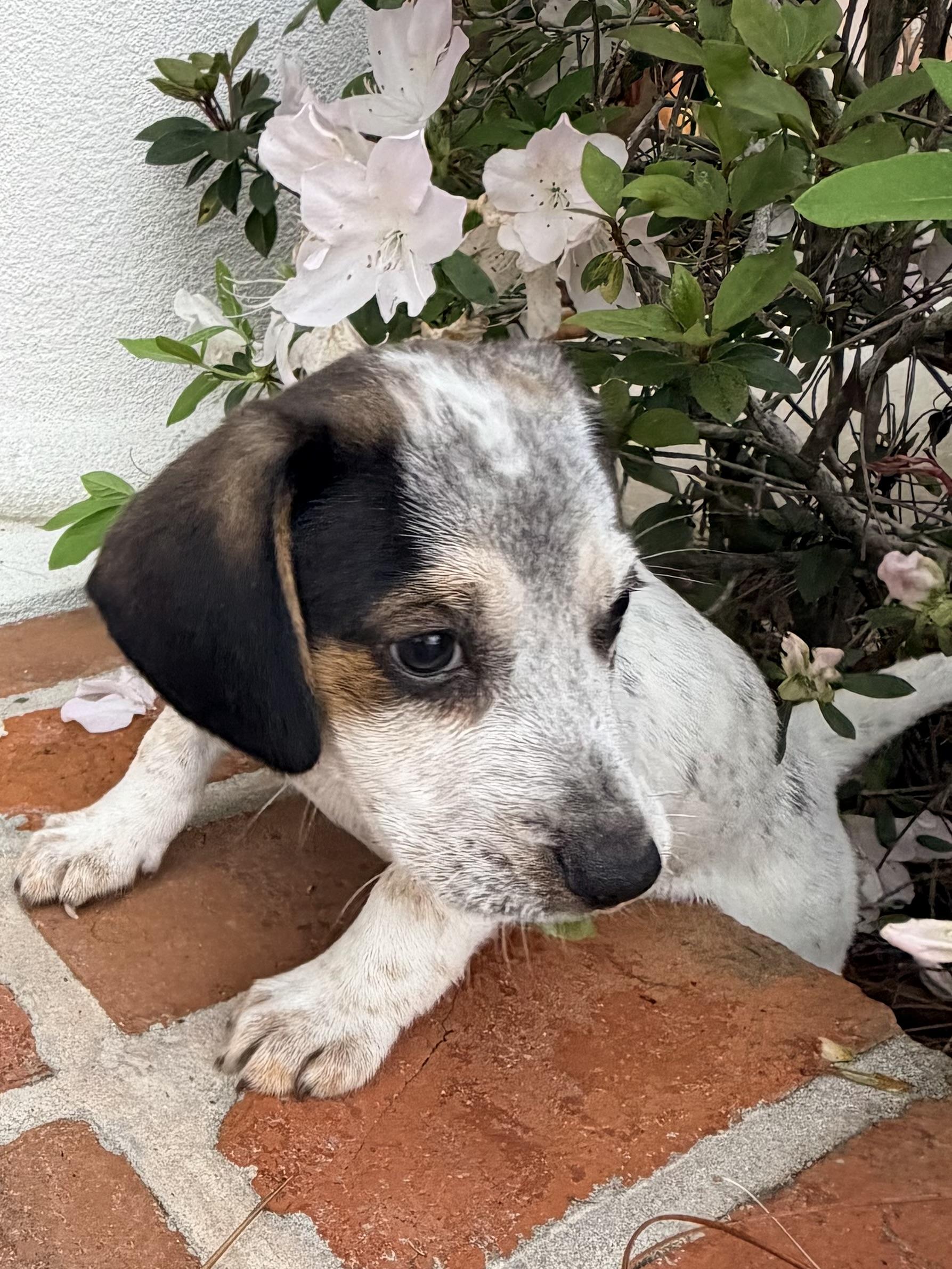 Enlarge Hudson, a ADOPTABLE mixed breed in Baker, LA image 2/5