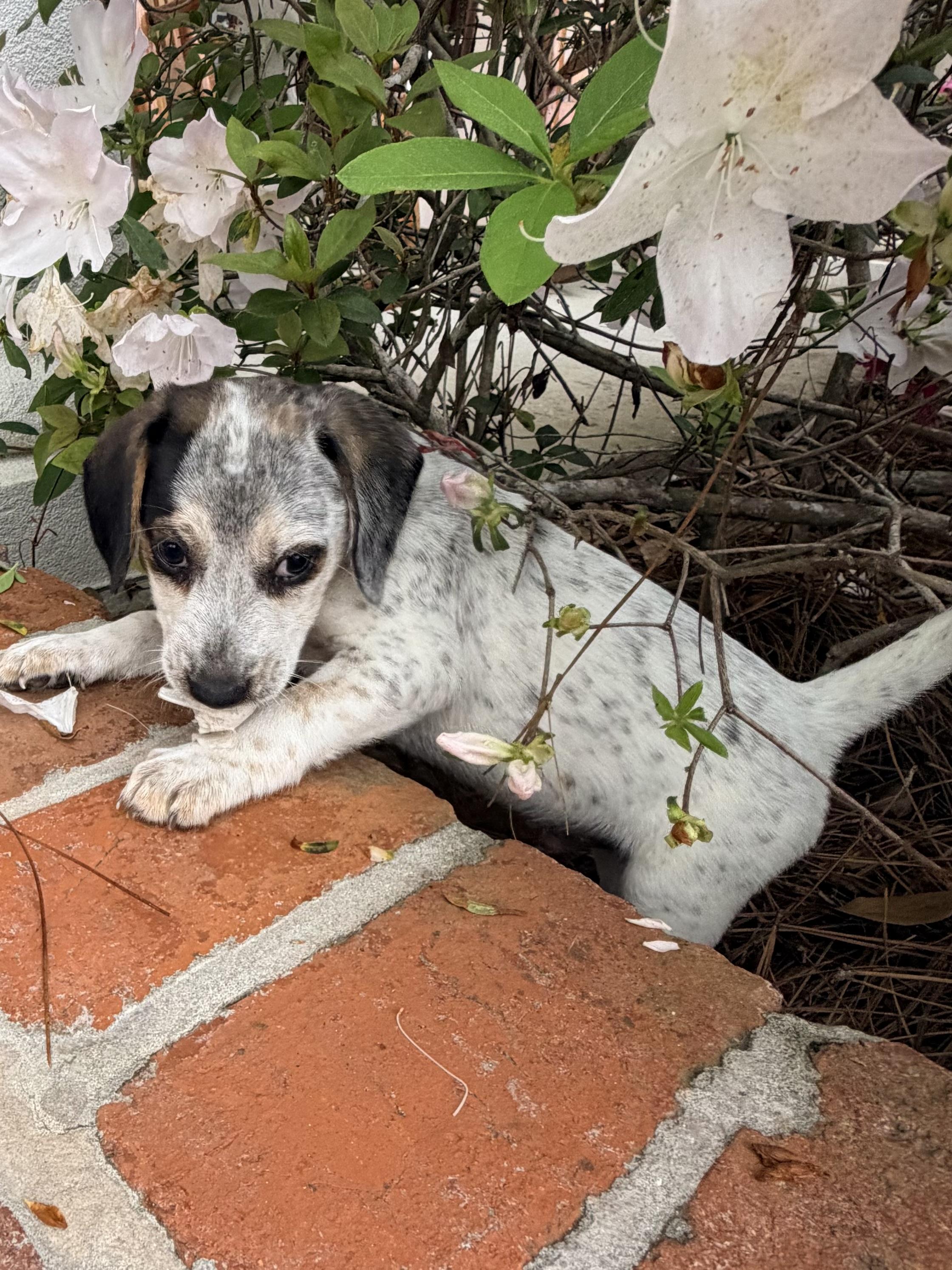 Enlarge Hudson, a ADOPTABLE mixed breed in Baker, LA image 4/5