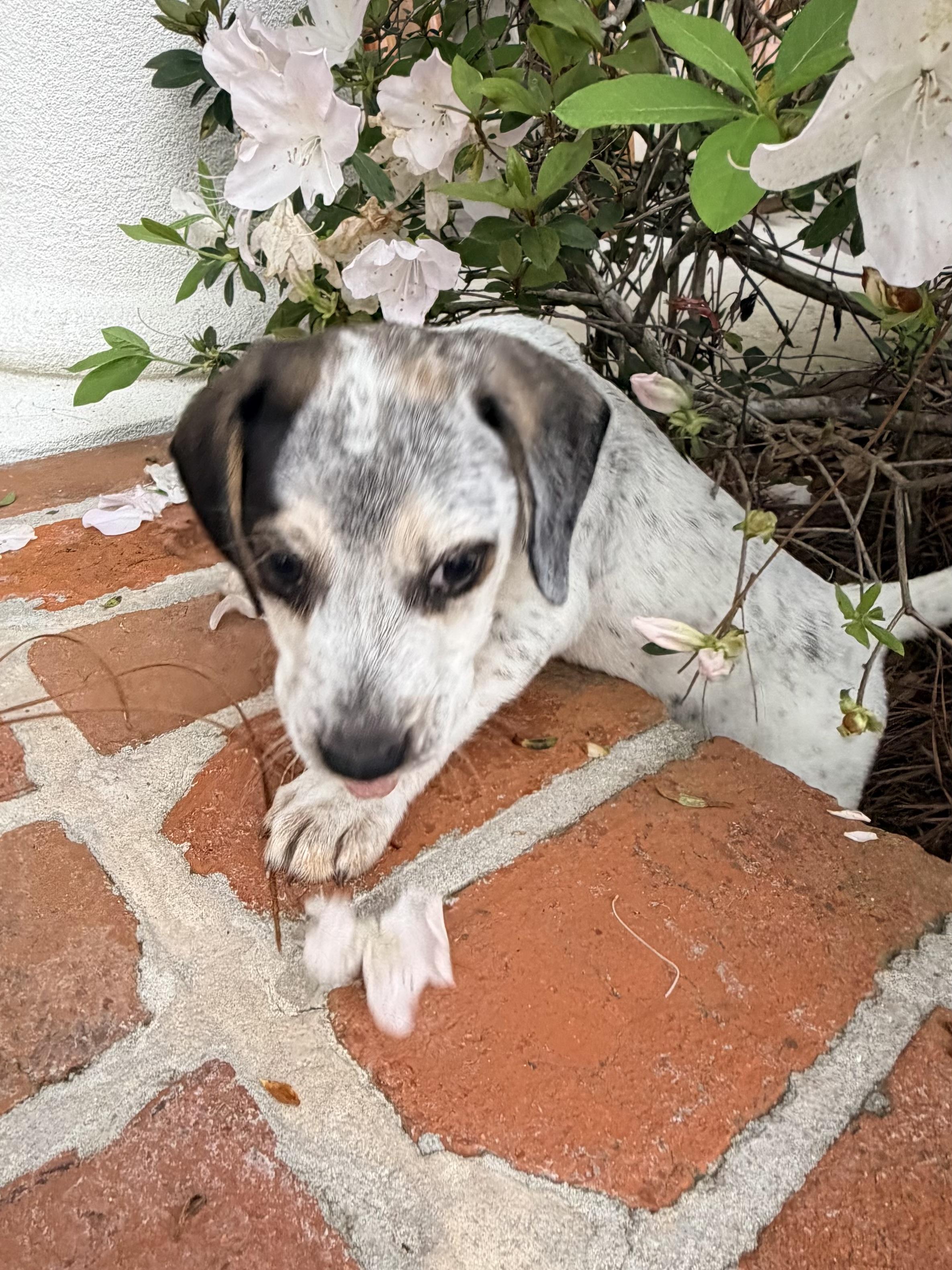 Enlarge Hudson, a ADOPTABLE mixed breed in Baker, LA image 3/5