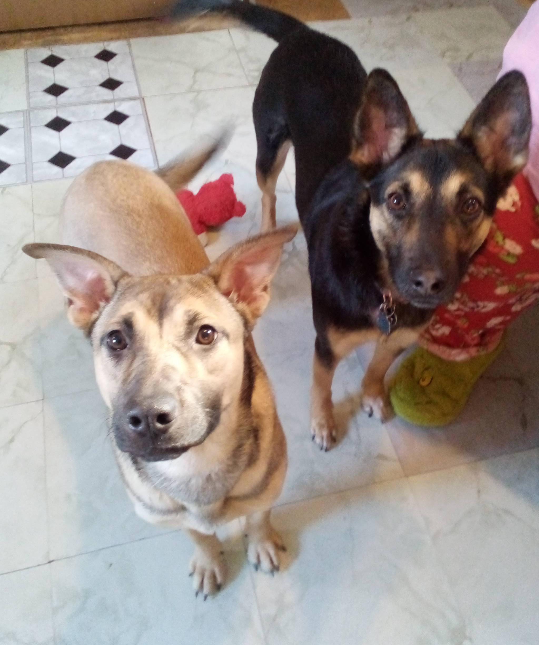 Enlarge Clarice, an adoptable mixed breed in South Royalton, VT image 2/3