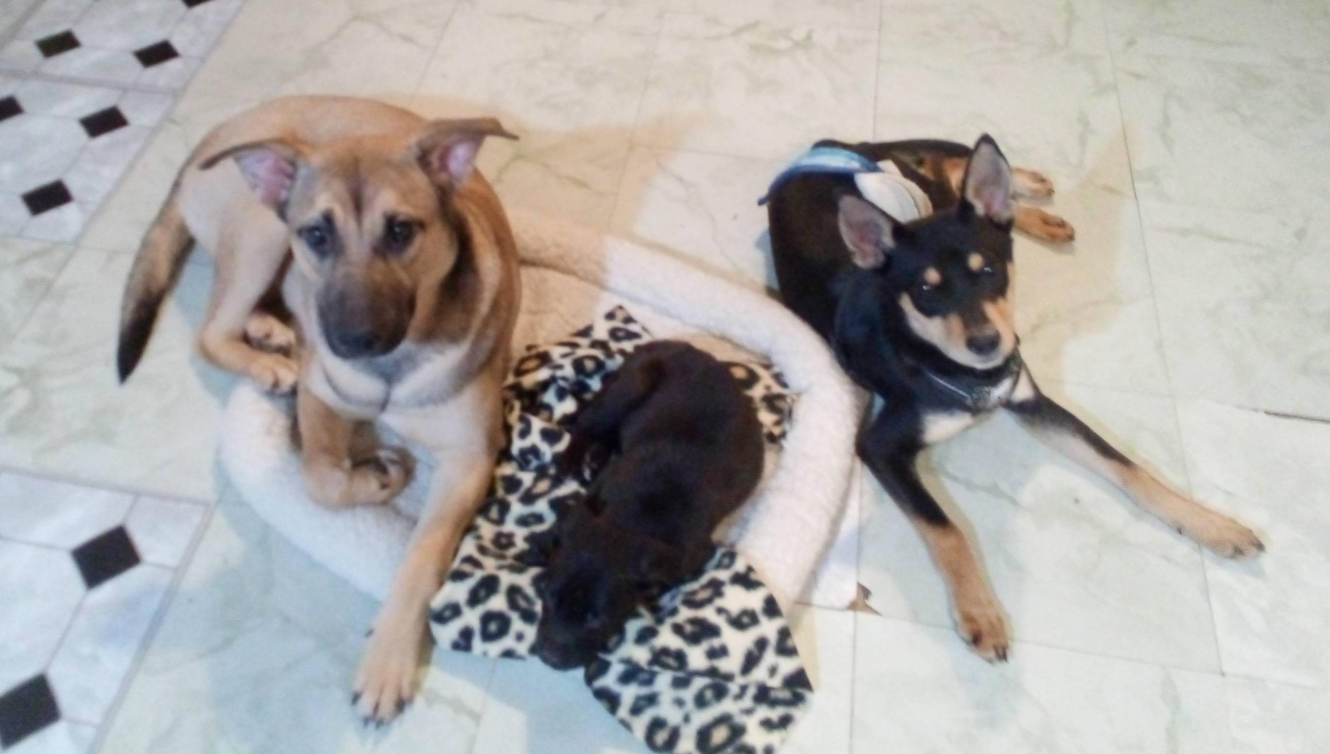 Clarice, adoptable, Young Female German Shepherd Dog & Labrador Retriever.