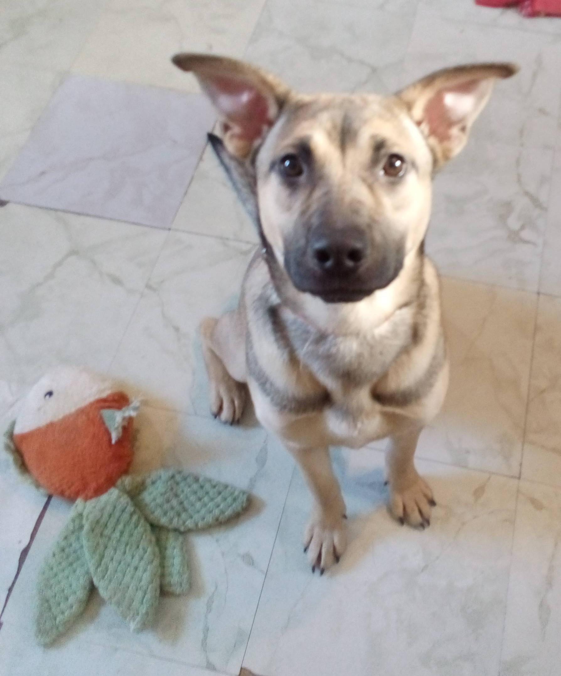 Clarice, adoptable, Adult Female German Shepherd Dog & Labrador Retriever.