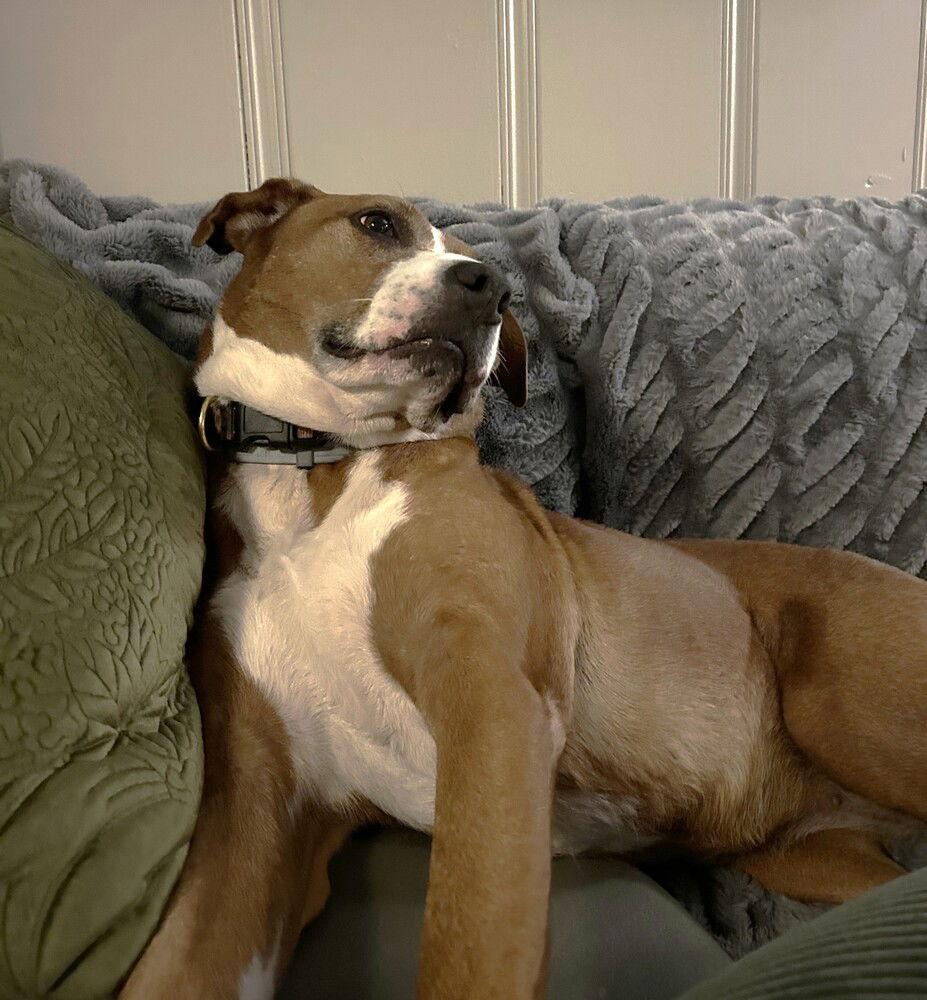 Lucky, a Adoptable Boxer in Candler, NC image 1/3