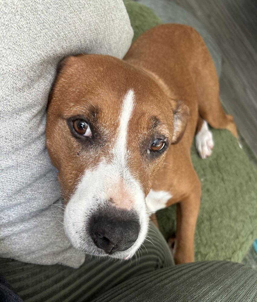 Lucky, Adoptable, Adult Female Boxer.