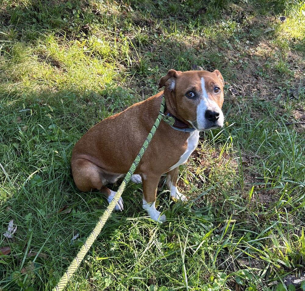 Lucky, a Adoptable Boxer in Candler, NC image 3/3
