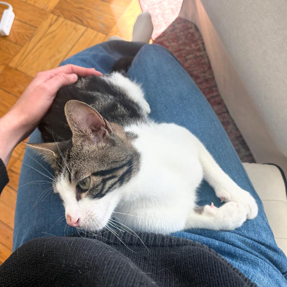 Reuben Sandwich, Adopted, Young Male Domestic Short Hair.