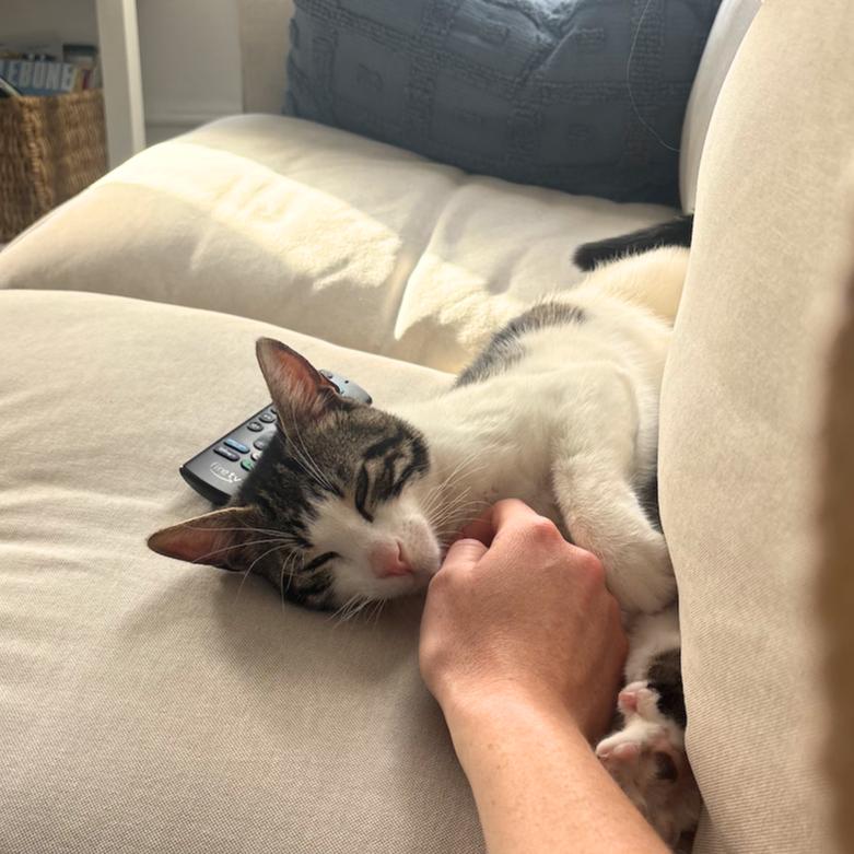 Reuben Sandwich, a Adopted Domestic Short Hair in Brooklyn, NY image 2/2