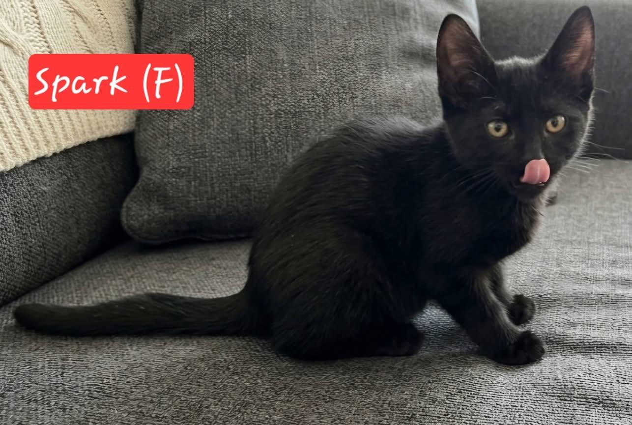 Spark, a ADOPTABLE Domestic Short Hair in Bonney Lake, WA image 2/2