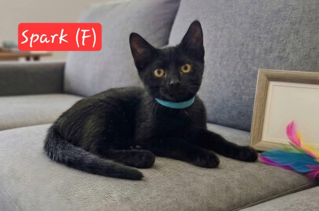Spark, a ADOPTABLE Domestic Short Hair in Bonney Lake, WA image 1/2