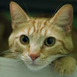 Enlarge Milo, an adopted Domestic Short Hair in Hilliard, OH image 1/3