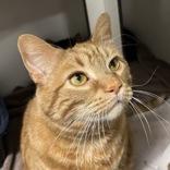 Enlarge Milo, an adopted Domestic Short Hair in Hilliard, OH image 3/3