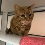 Enlarge Milo, an adopted Domestic Short Hair in Hilliard, OH image 2/3