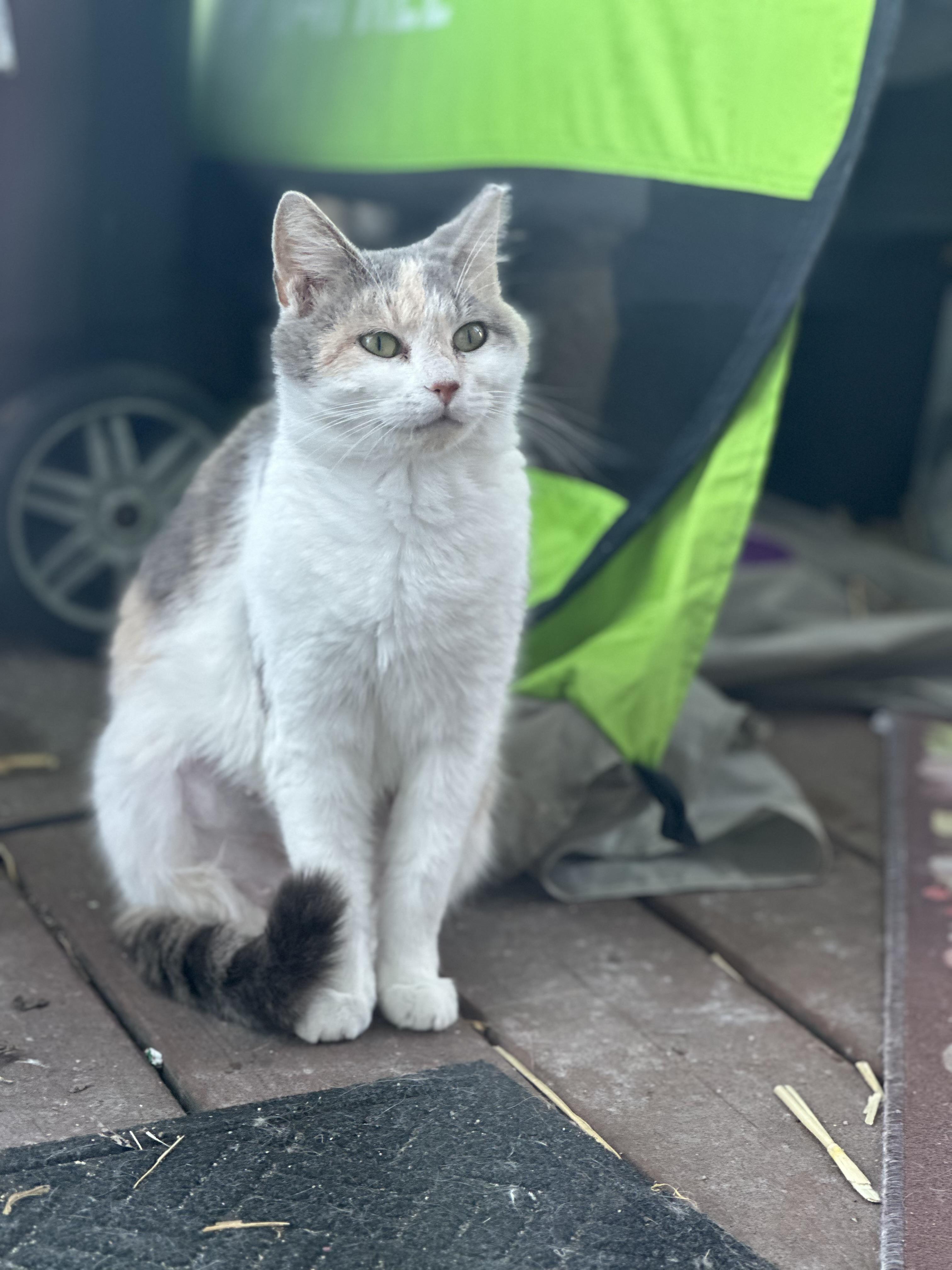 Enlarge Ivy, an adopted Domestic Short Hair in Greensboro, NC image 1/1