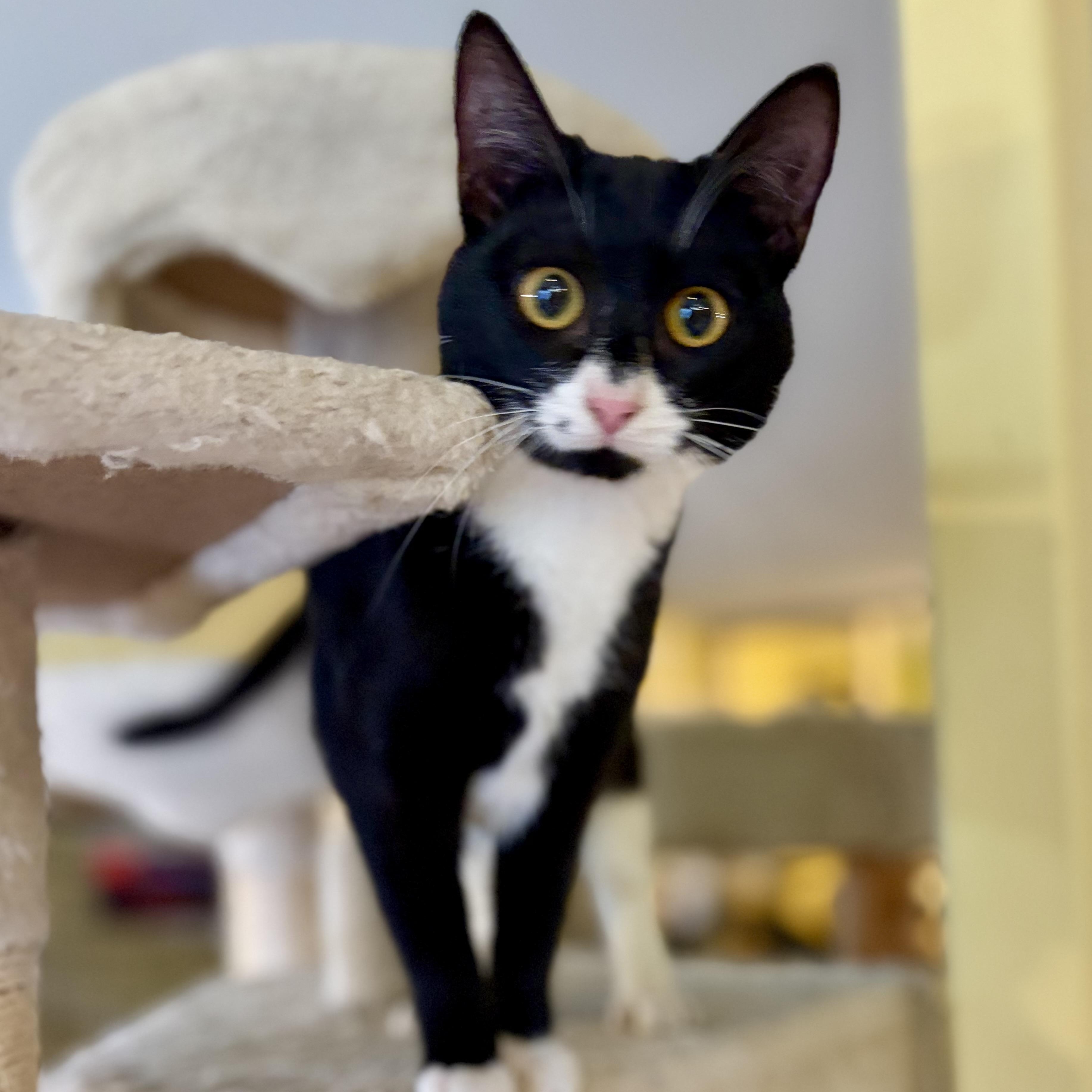 Cookie, Adoptable, Kitten Female Domestic Short Hair.