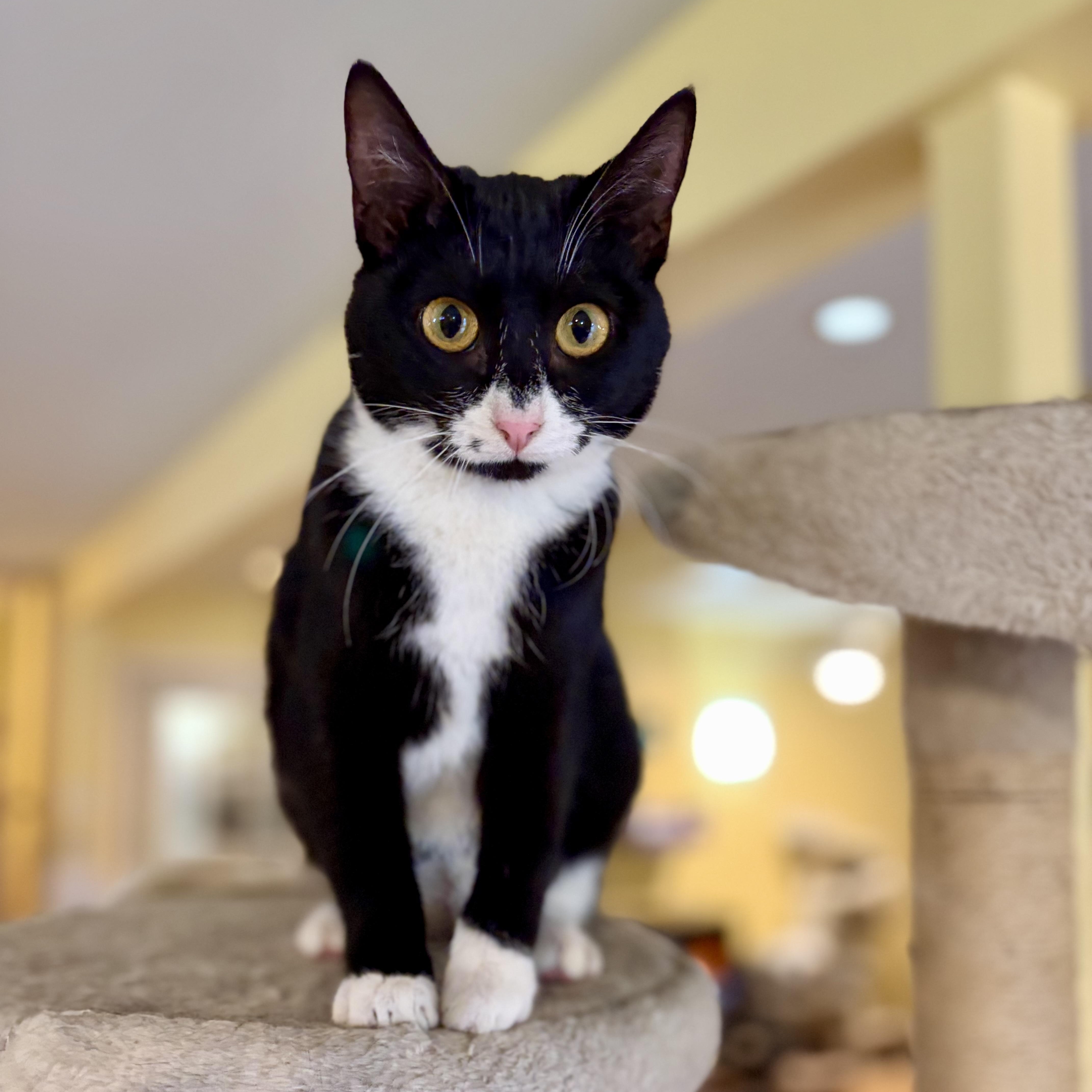 Cookie, a Adoptable Domestic Short Hair in Greensboro, NC image 2/6