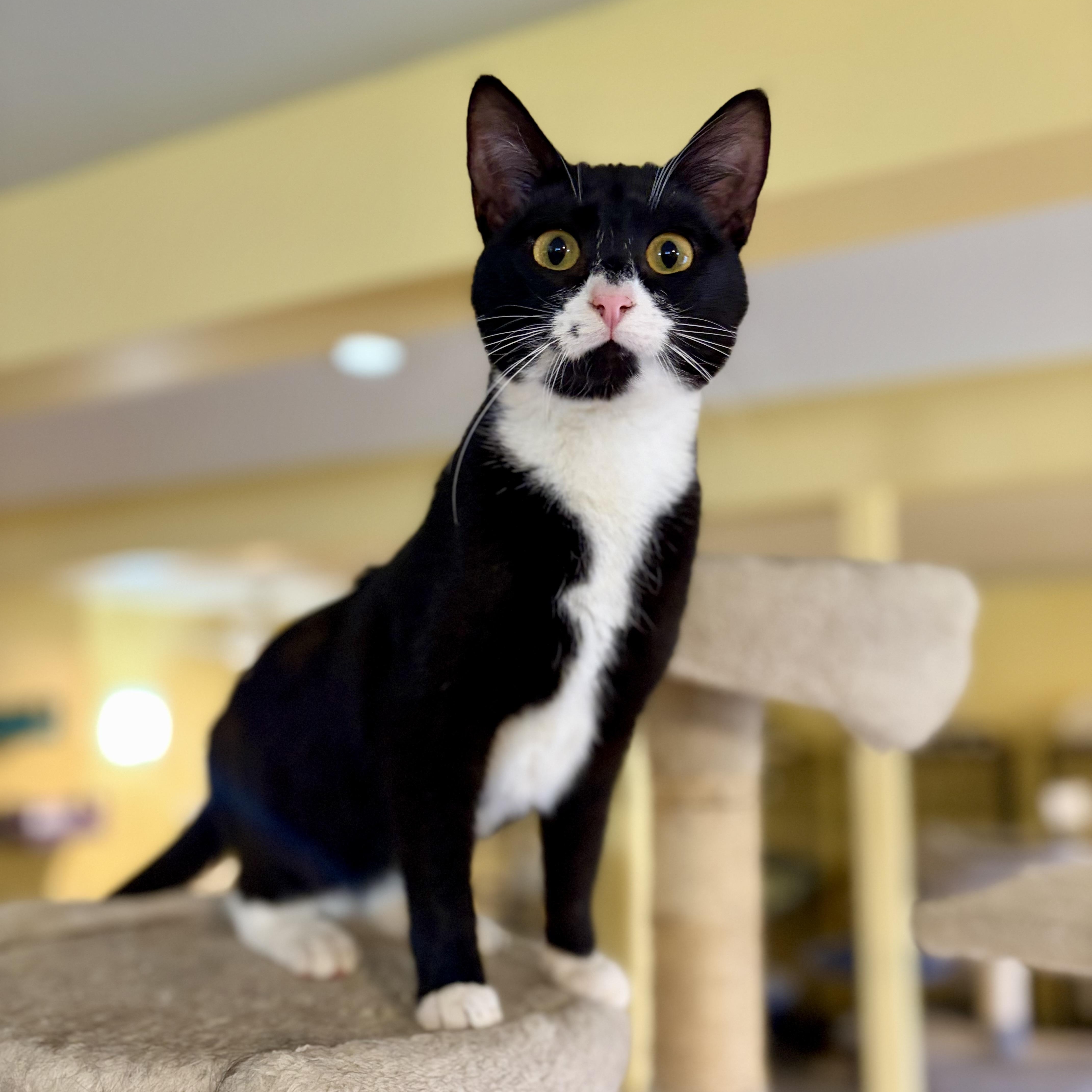 Cookie, a Adoptable Domestic Short Hair in Greensboro, NC image 3/6