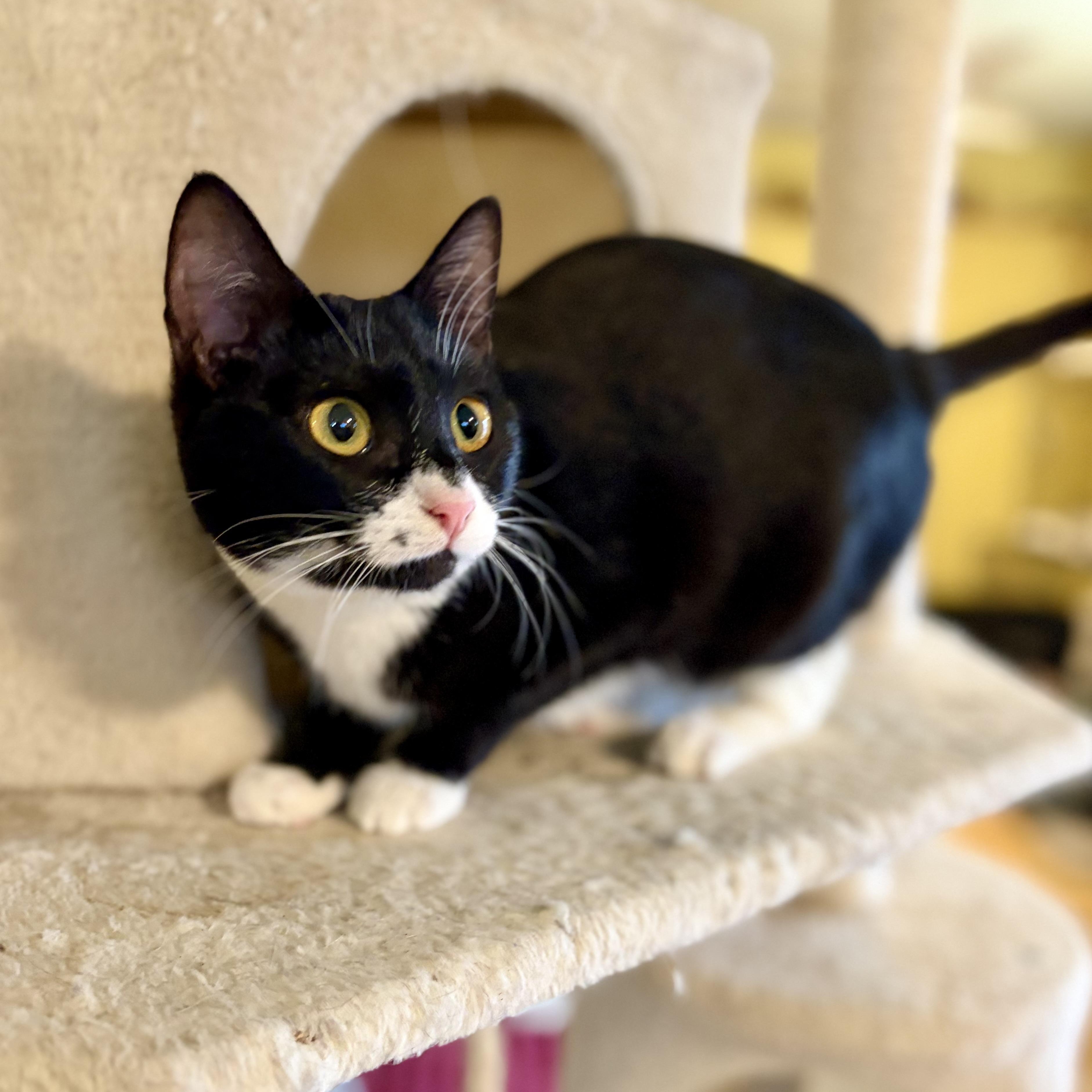 Cookie, a Adoptable Domestic Short Hair in Greensboro, NC image 5/6
