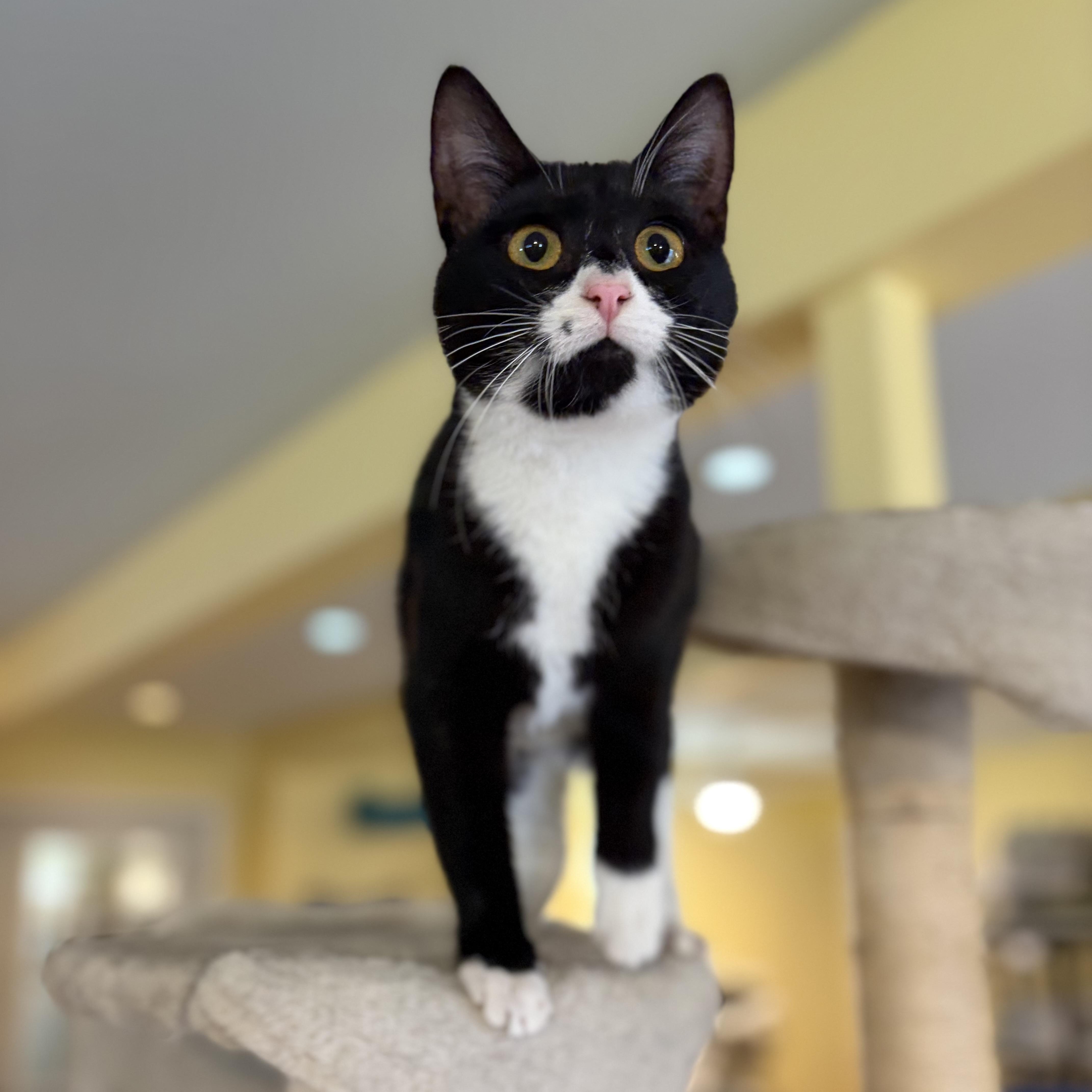 Cookie, a Adoptable Domestic Short Hair in Greensboro, NC image 4/6