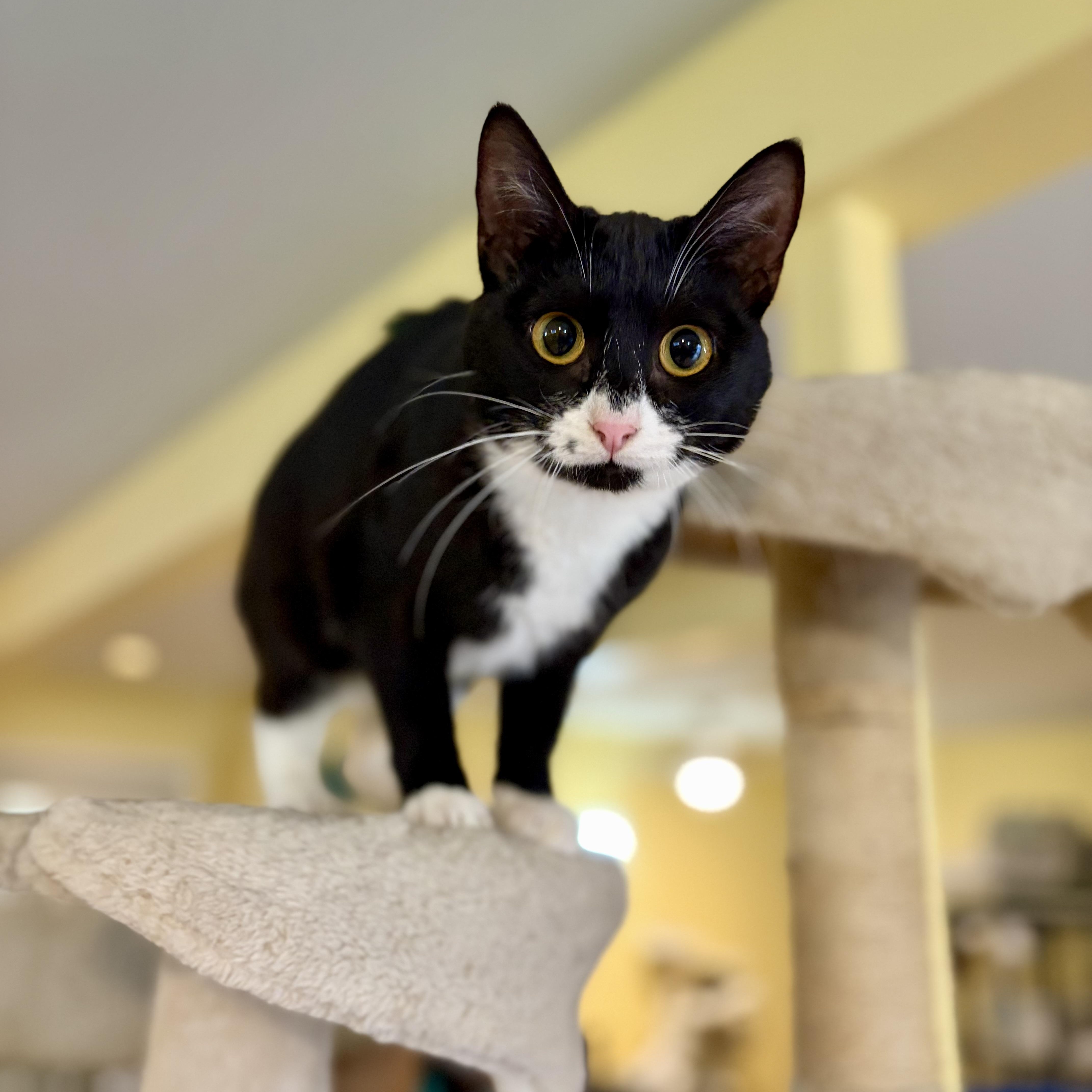 Cookie, a Adoptable Domestic Short Hair in Greensboro, NC image 6/6