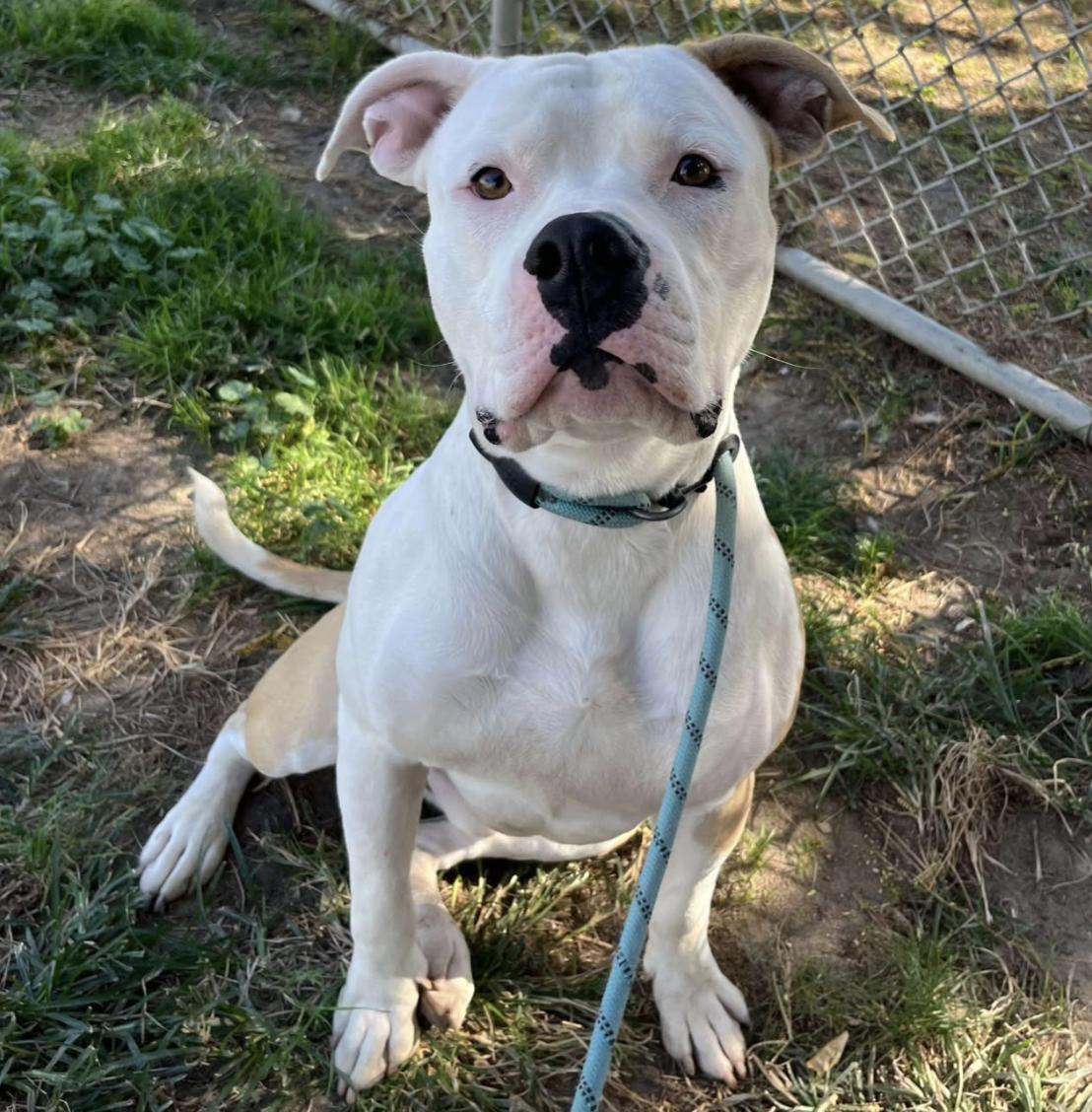 Enlarge Bodega (in Portland, OR now), an adoptable American Bulldog in PORTLAND, OR image 3/5