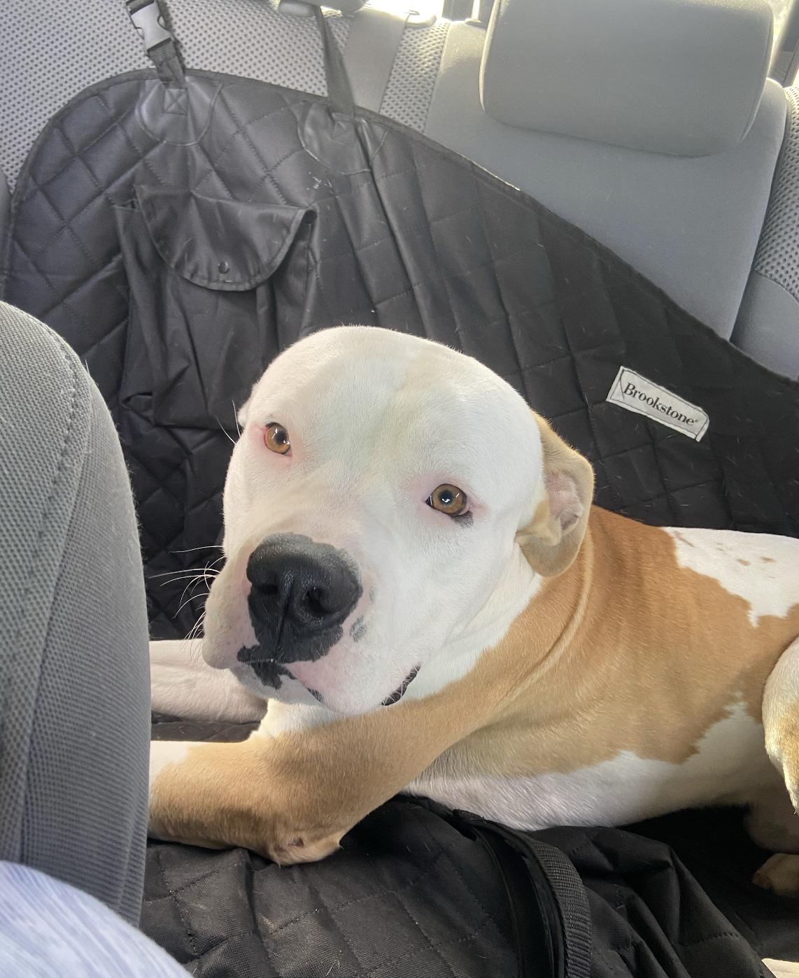 Enlarge Bodega (in Portland, OR now), an adoptable American Bulldog in PORTLAND, OR image 2/5