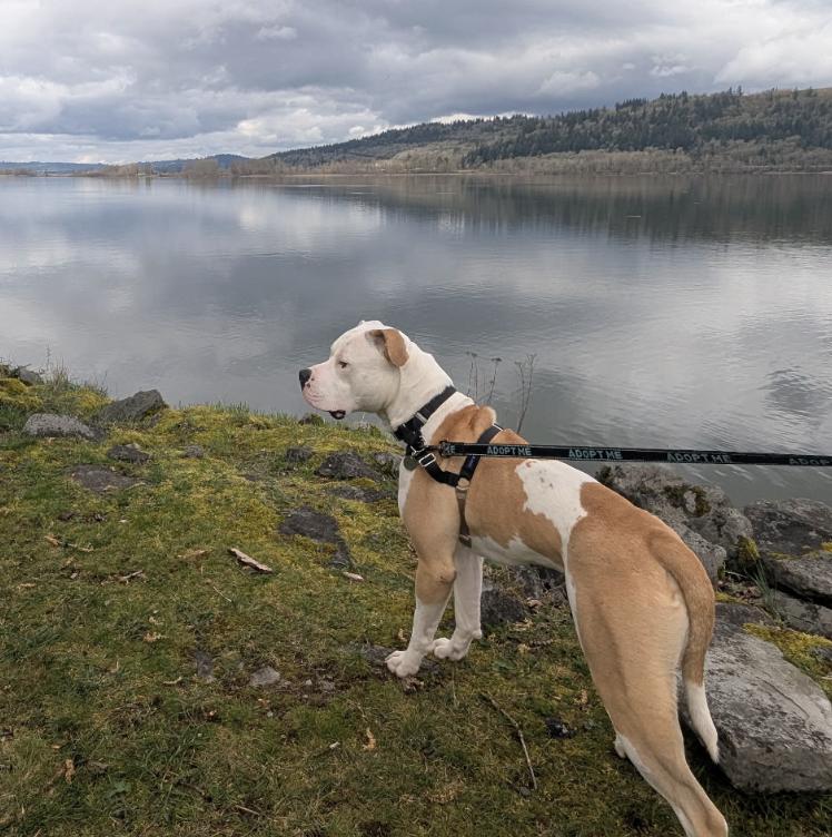 Enlarge Bodega (in Portland, OR now), an adoptable American Bulldog in PORTLAND, OR image 4/5