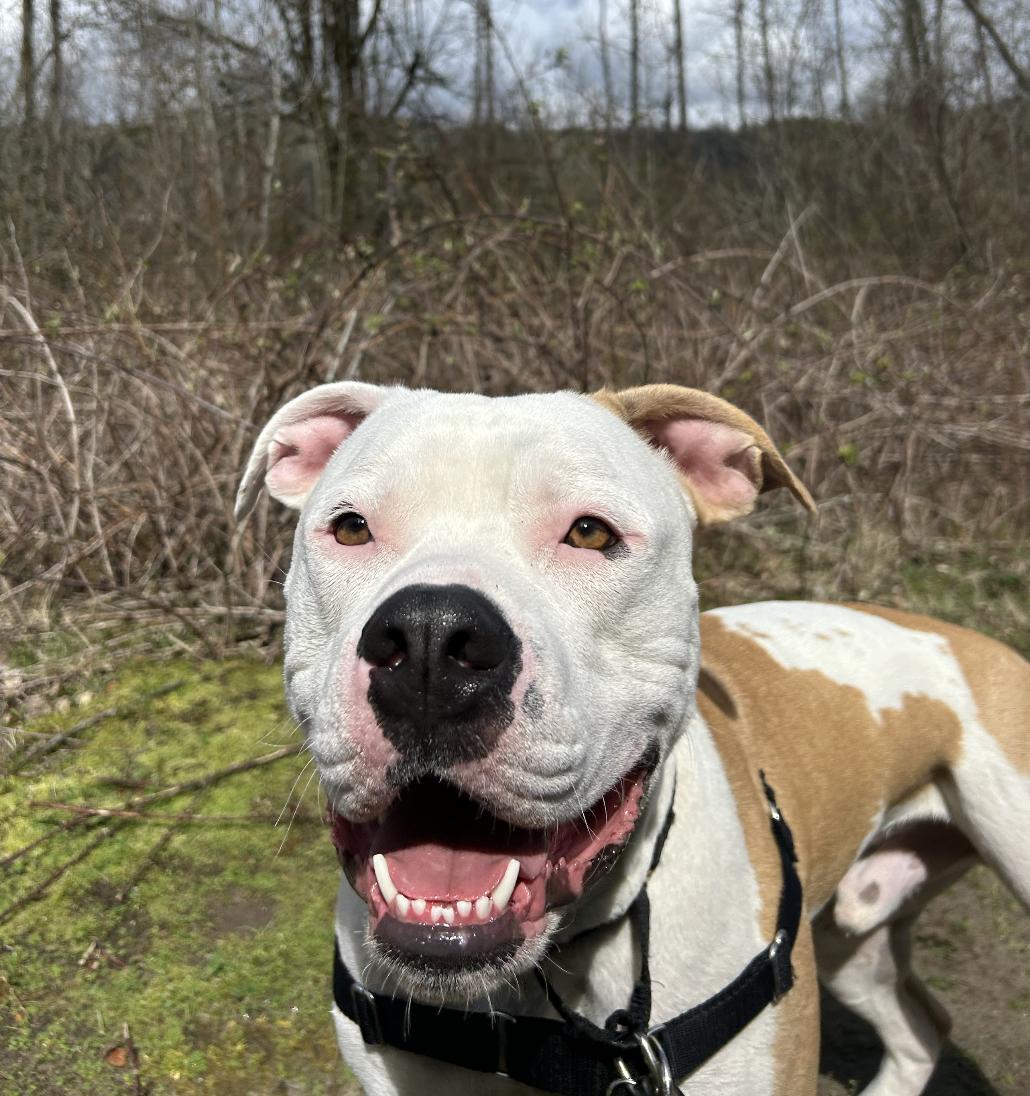 Bodega (in Portland, OR now), adoptable, Adult Male American Bulldog.