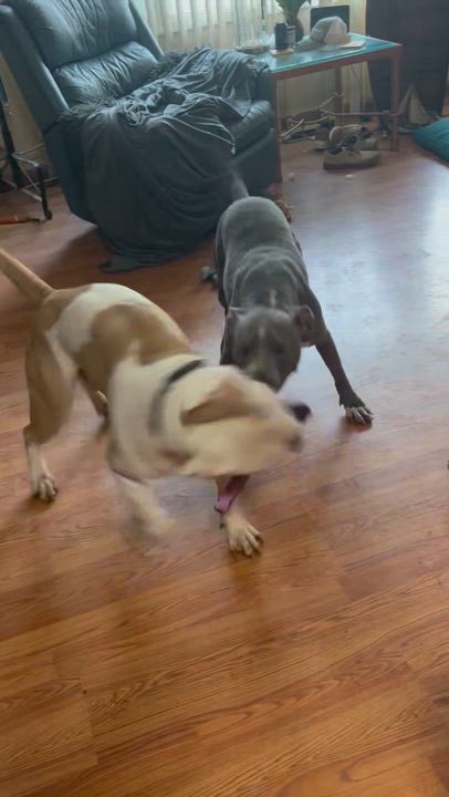 Enlarge Bodega (in Portland, OR now), an adoptable American Bulldog in PORTLAND, OR video 5/5