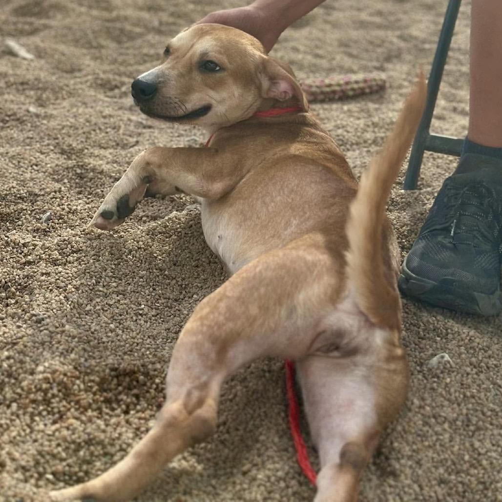 Enlarge Clover, a Adoptable mixed breed in Sand Springs, OK image 1/4