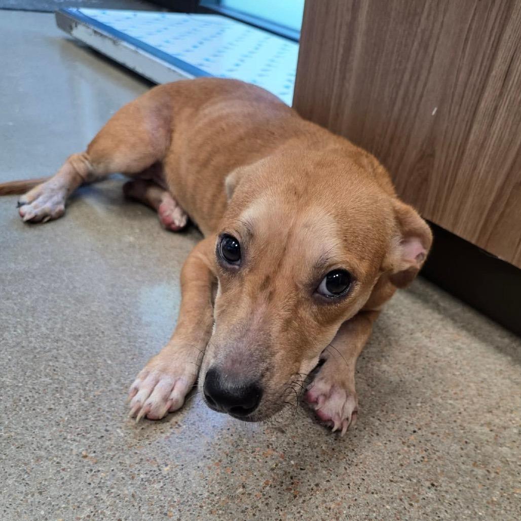 Enlarge Clover, a Adoptable mixed breed in Sand Springs, OK image 2/4