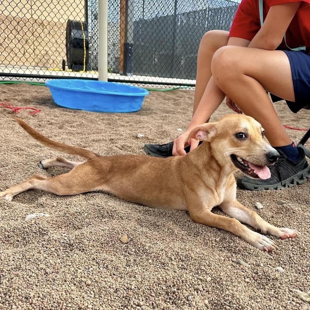 Enlarge Clover, a Adoptable mixed breed in Sand Springs, OK image 3/4