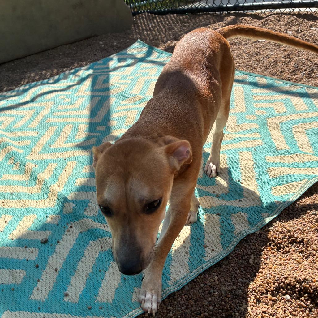 Enlarge Clover, a Adoptable mixed breed in Sand Springs, OK image 4/4
