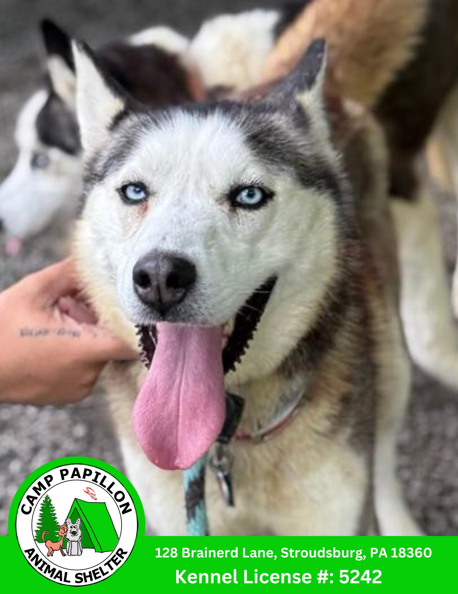 Twila, Adoptable, Young Female Husky.