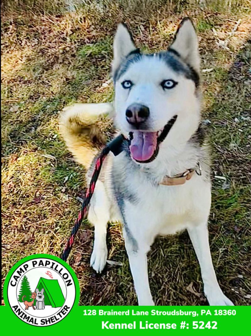 Twila, Adoptable, Young Female Husky.