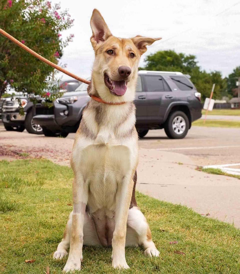 Linda, adopted, Adult Female Husky & Shepherd.