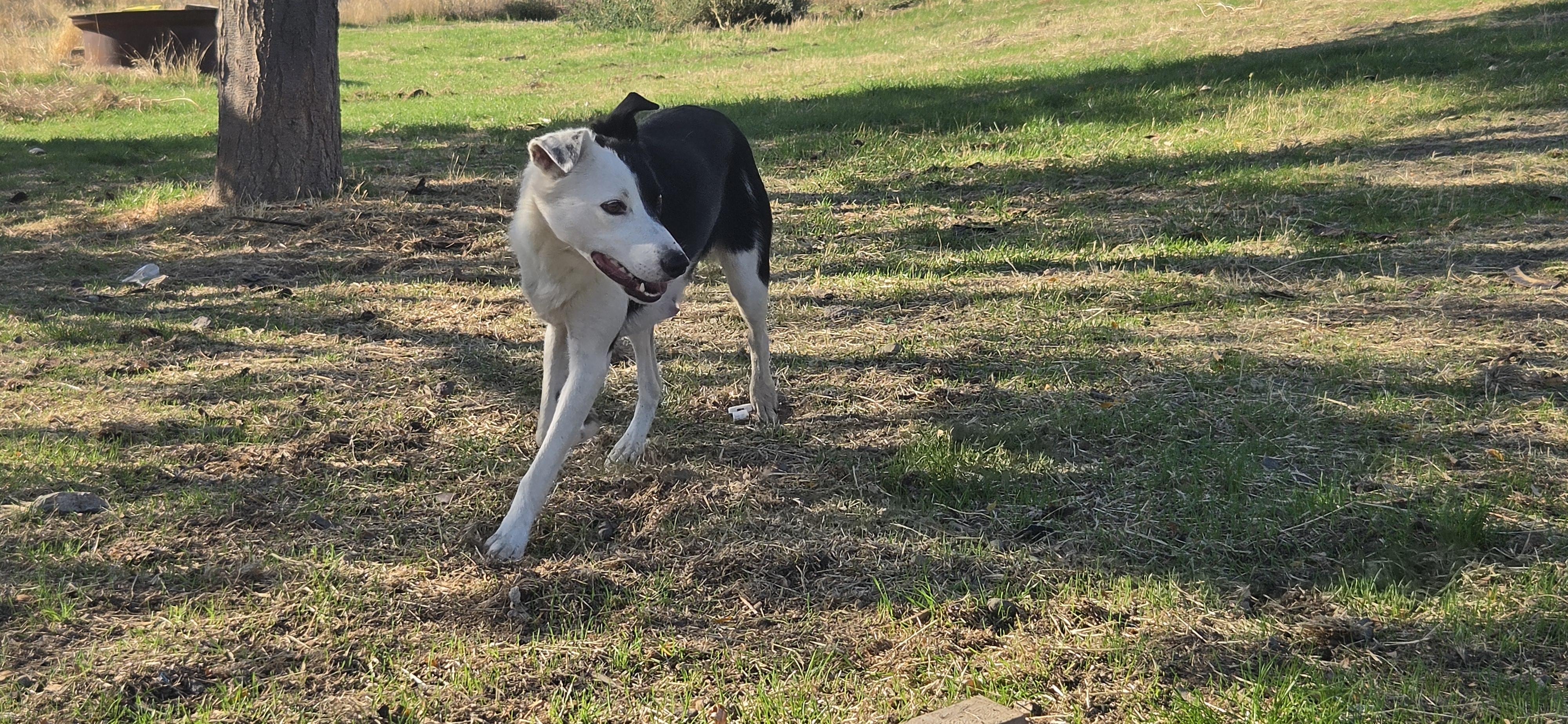 Enlarge Trixie, a Adoptable Border Collie in Heppner, OR image 6/6