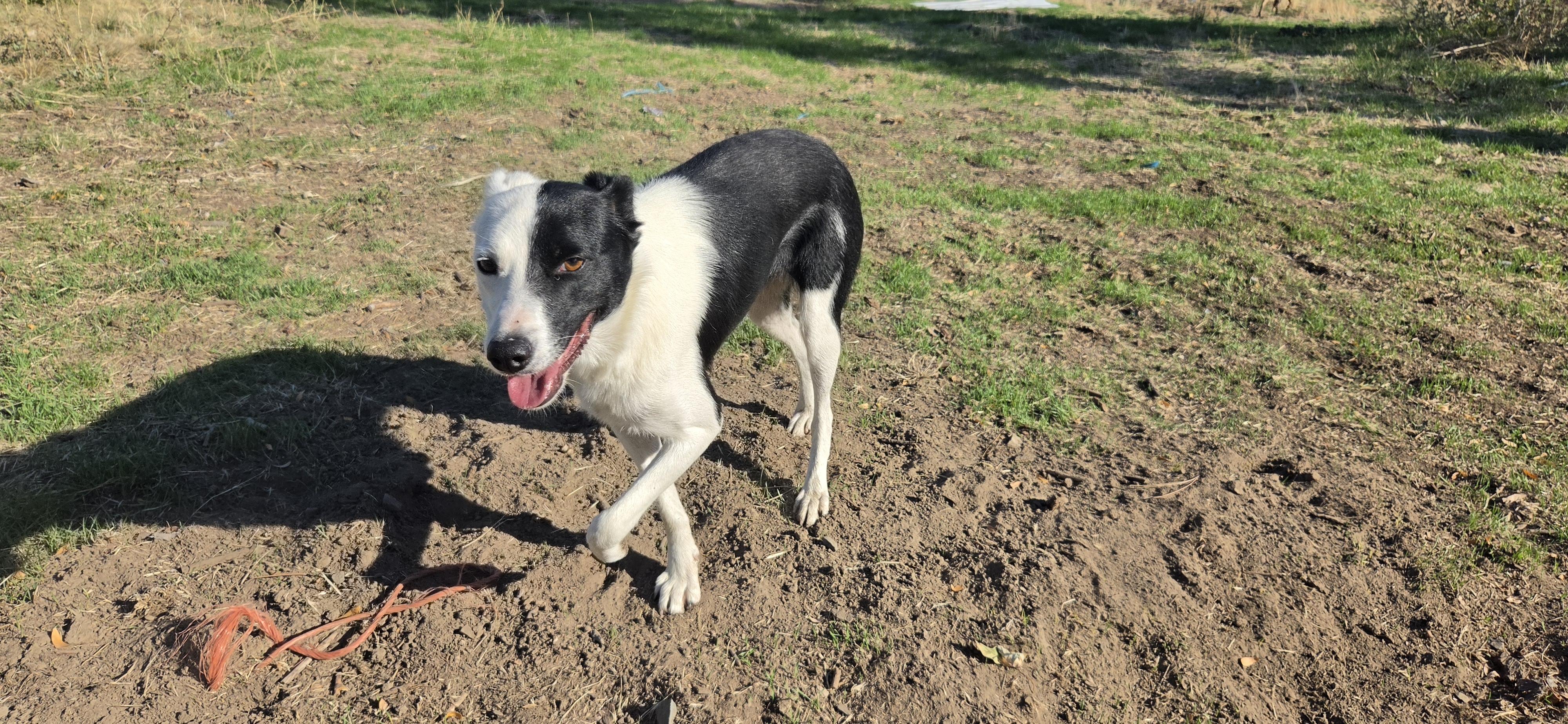 Enlarge Trixie, a Adoptable Border Collie in Heppner, OR image 5/6