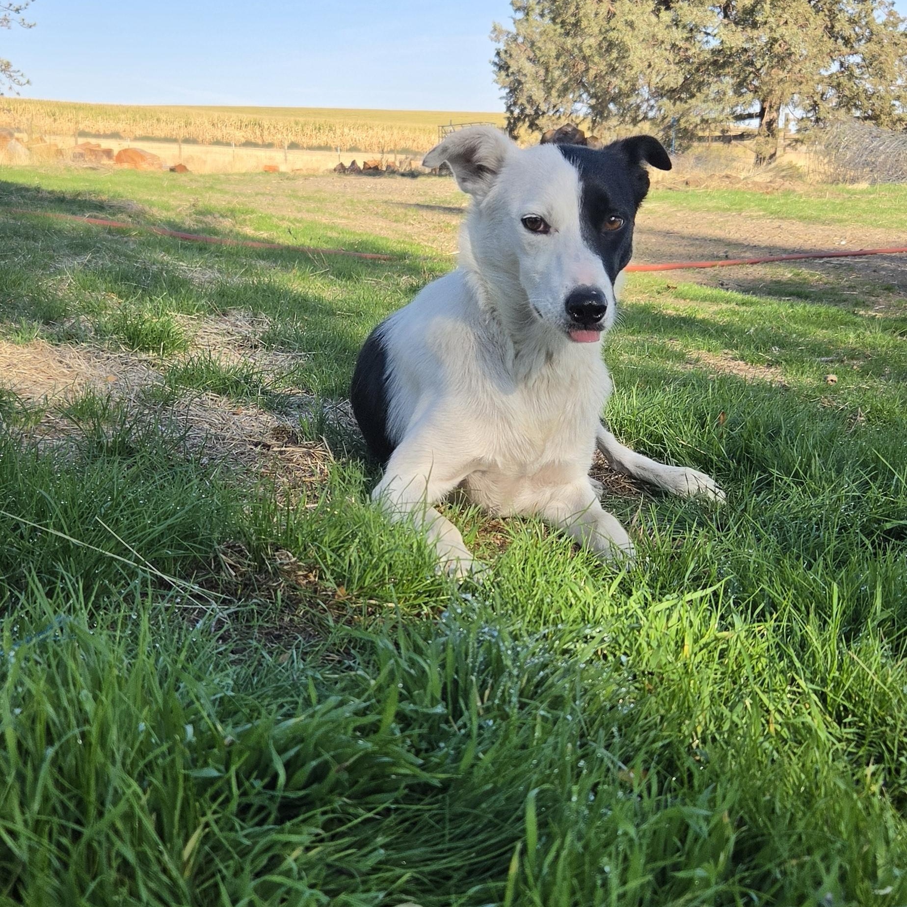 Enlarge Trixie, a Adoptable Border Collie in Heppner, OR image 4/6