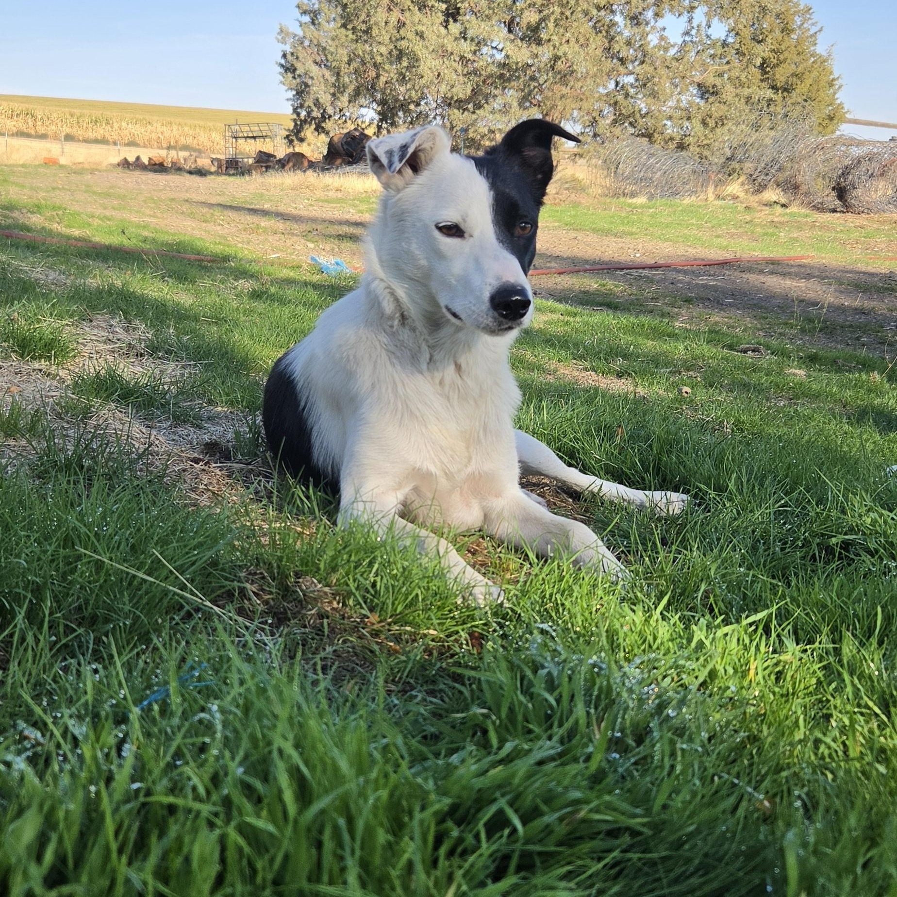 Enlarge Trixie, a Adoptable Border Collie in Heppner, OR image 3/6