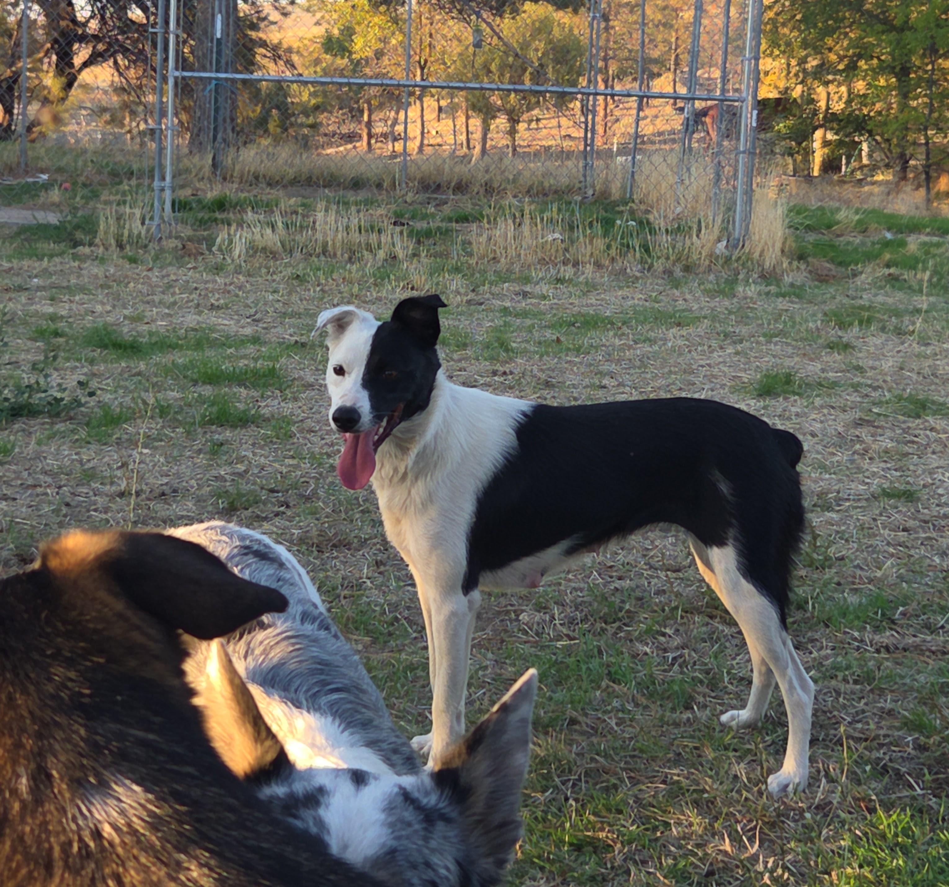Enlarge Trixie, a Adoptable Border Collie in Heppner, OR image 2/6