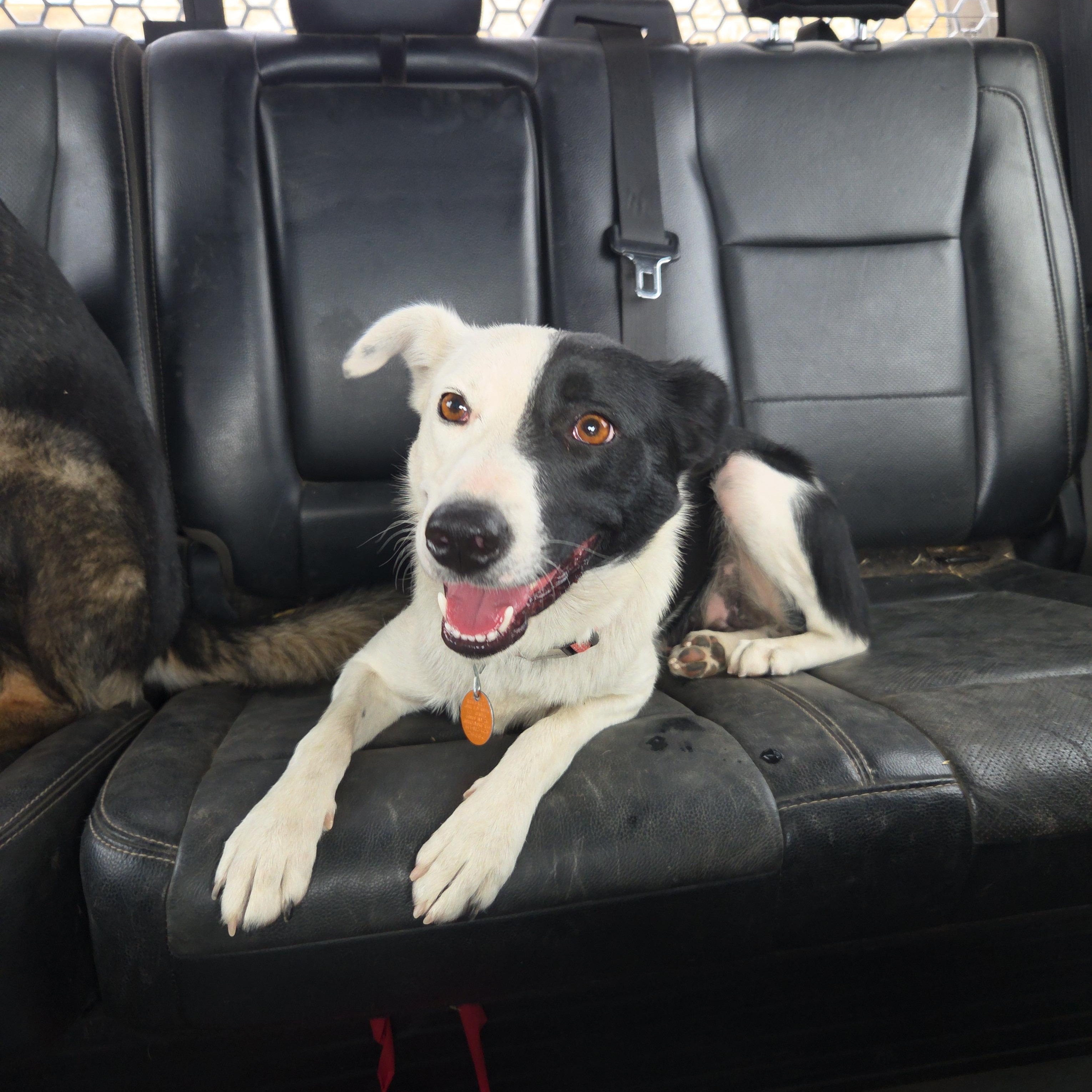 Trixie, Adoptable, Young Female Border Collie.