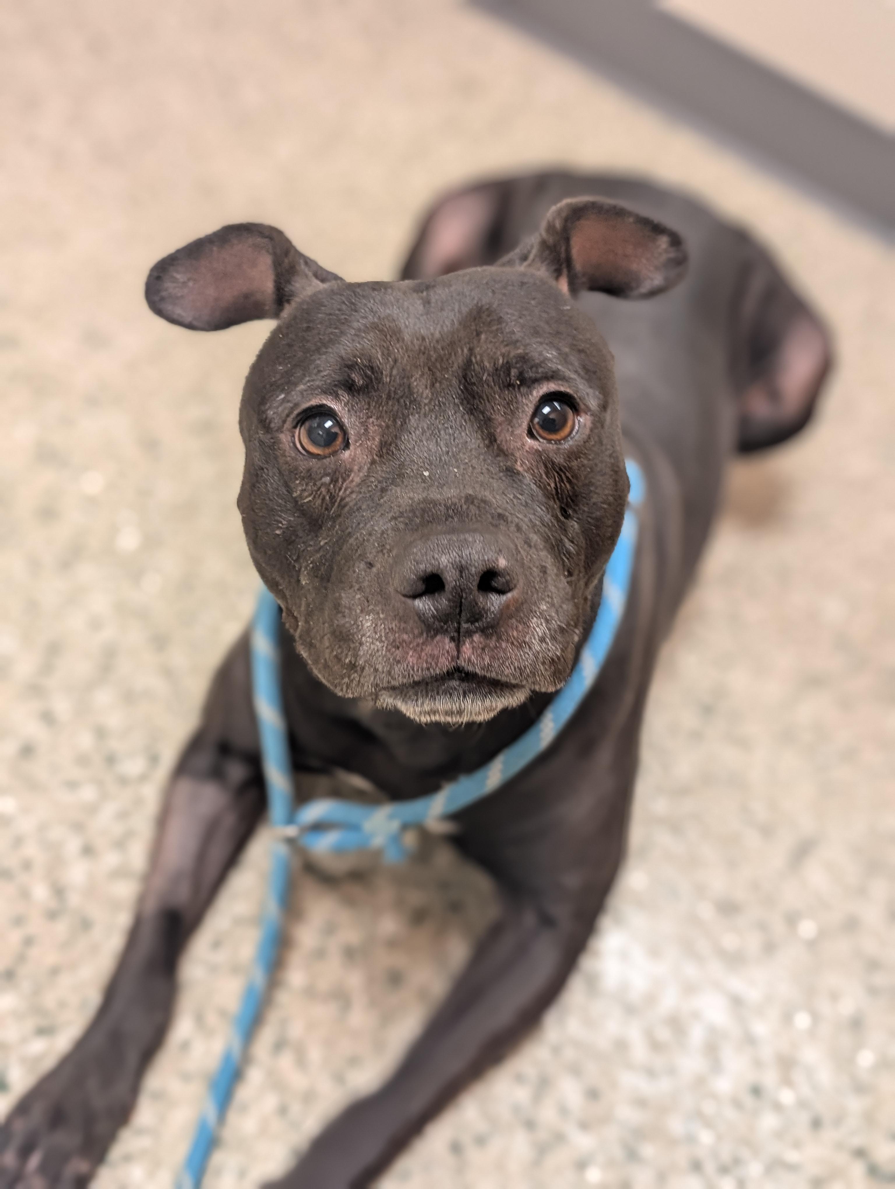 Enlarge Lola, a Adoptable mixed breed in Cedar Rapids, IA image 2/4