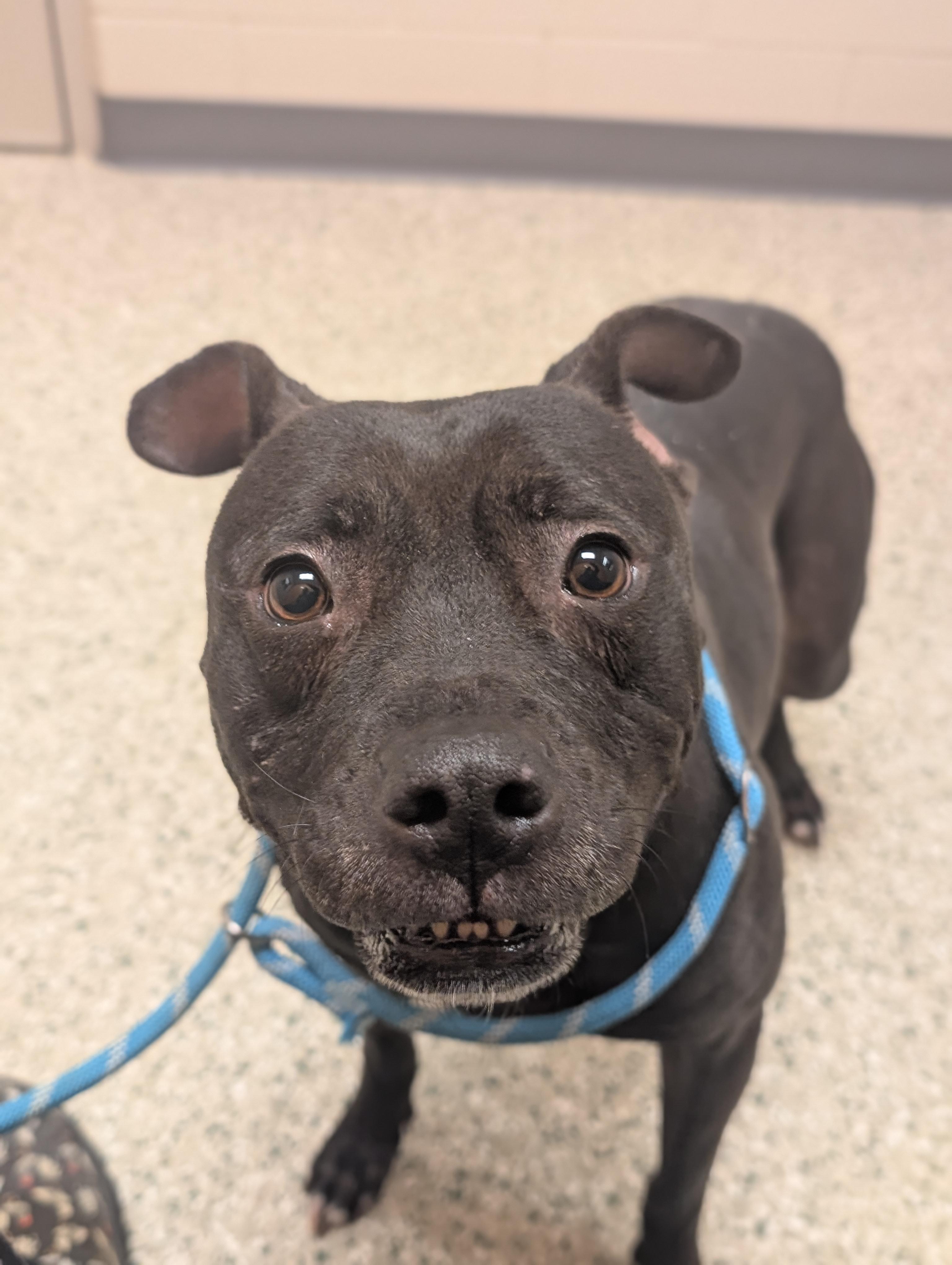 Enlarge Lola, a Adoptable mixed breed in Cedar Rapids, IA image 4/4