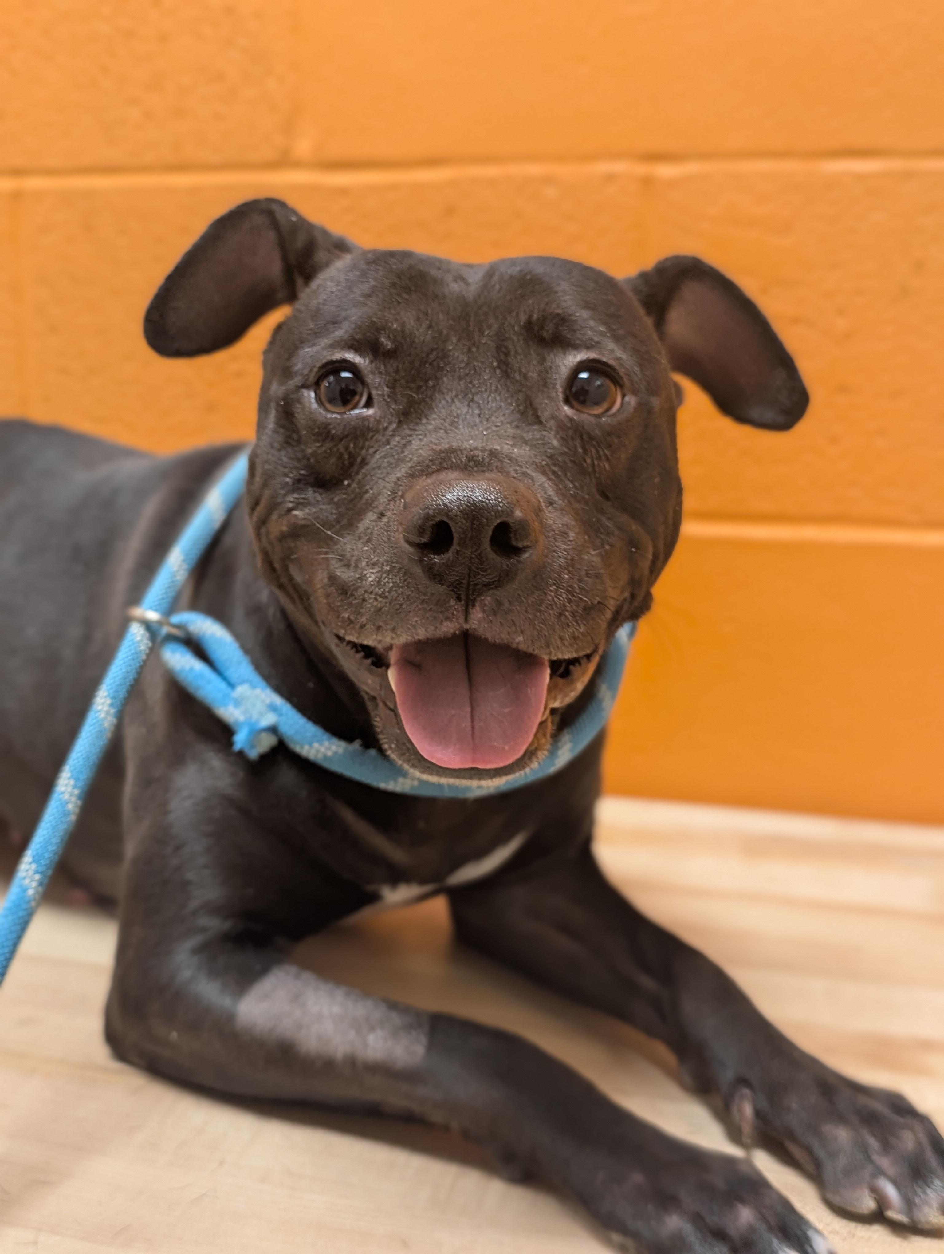 Enlarge Lola, a Adoptable mixed breed in Cedar Rapids, IA image 3/4