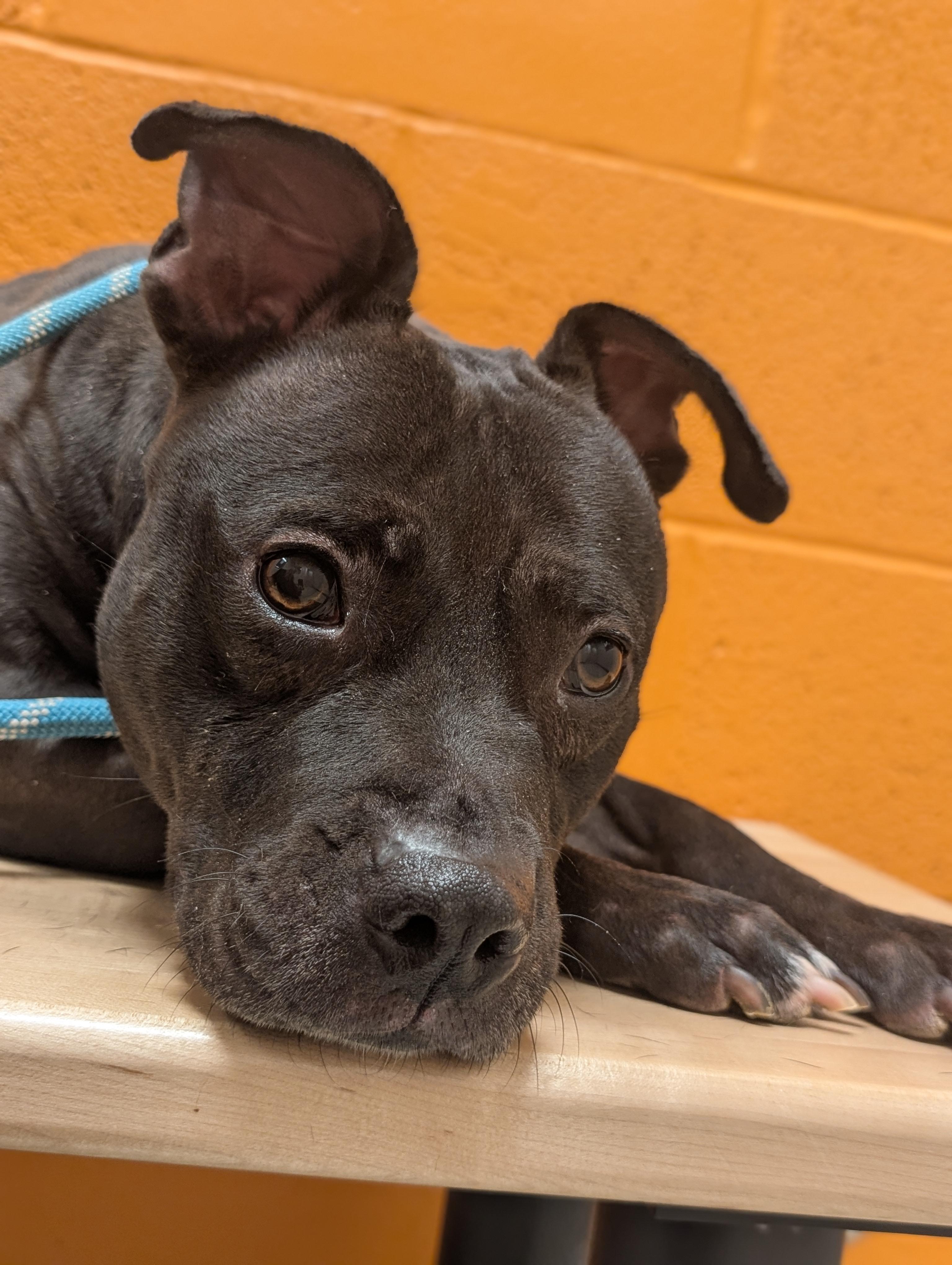 Enlarge Lola, a Adoptable mixed breed in Cedar Rapids, IA image 1/4