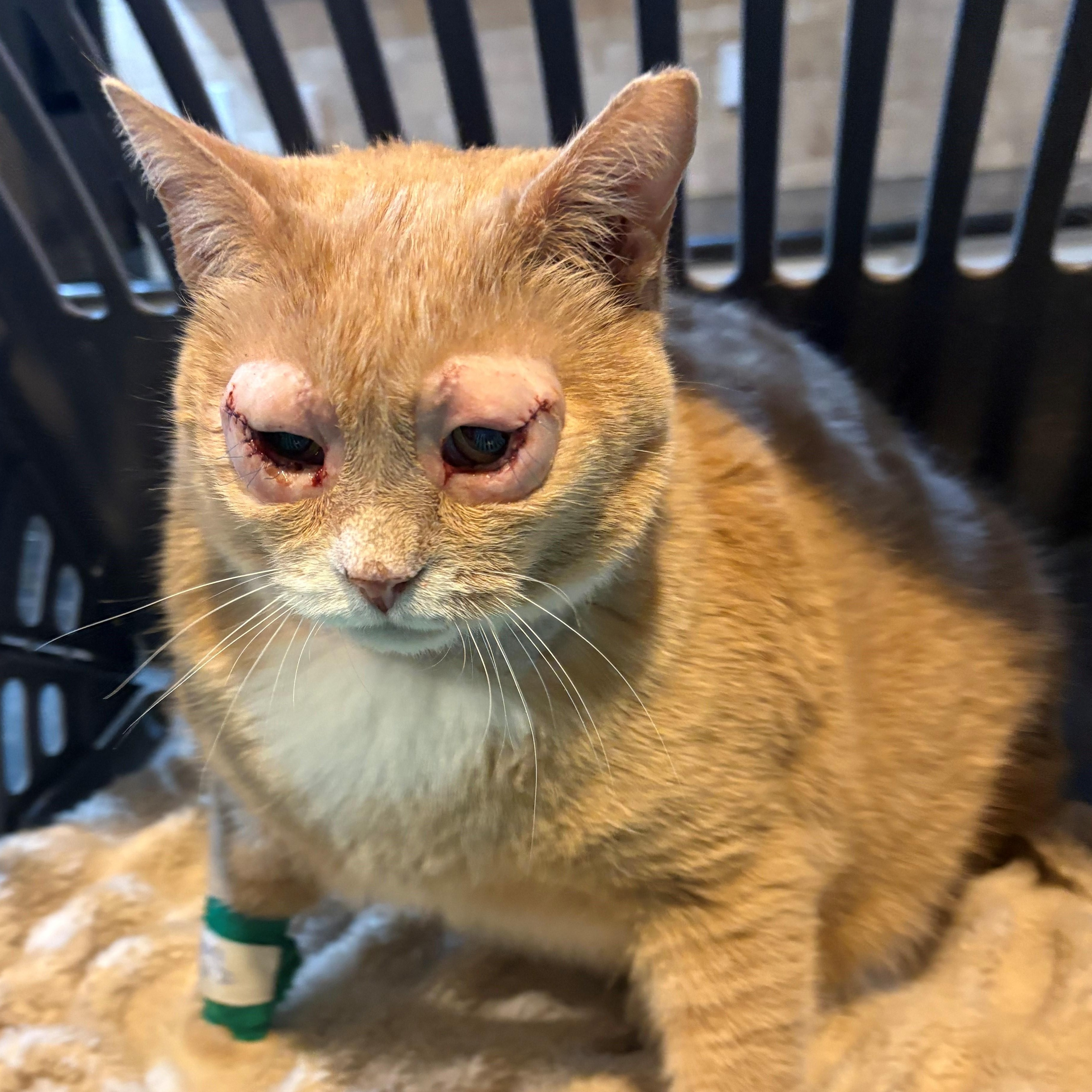 Enlarge Noah, a Adoptable British Shorthair in Columbus, OH image 5/6