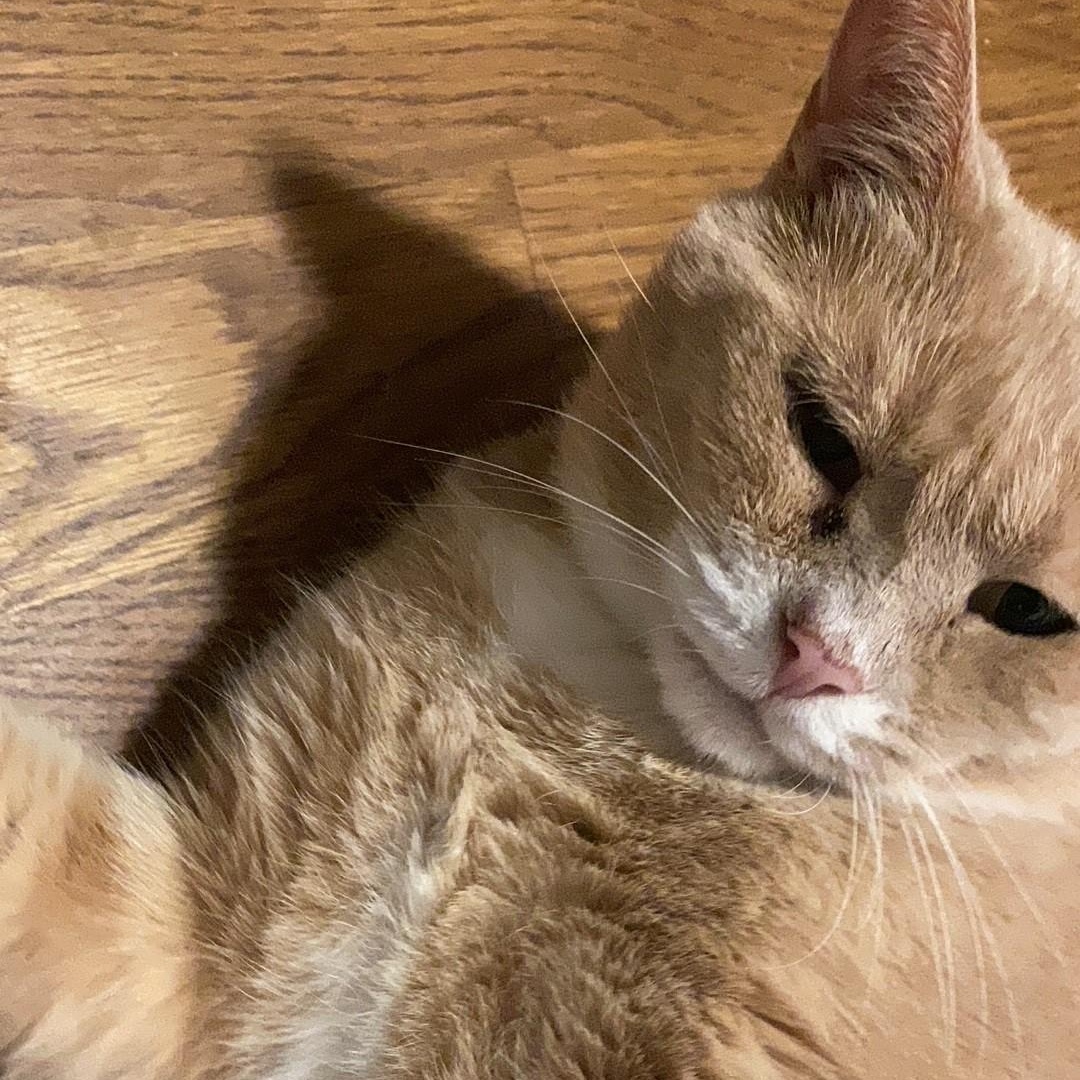 Enlarge Noah, a Adoptable British Shorthair in Columbus, OH image 2/6