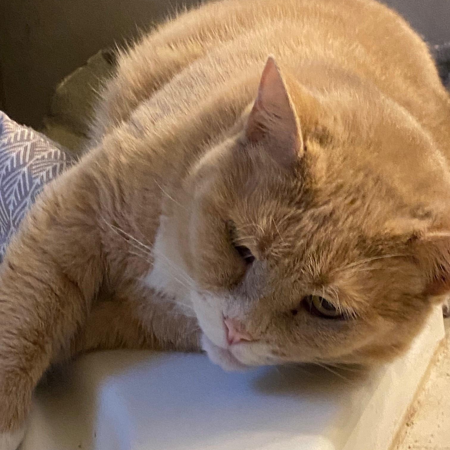 Enlarge Noah, a Adoptable British Shorthair in Columbus, OH image 3/6