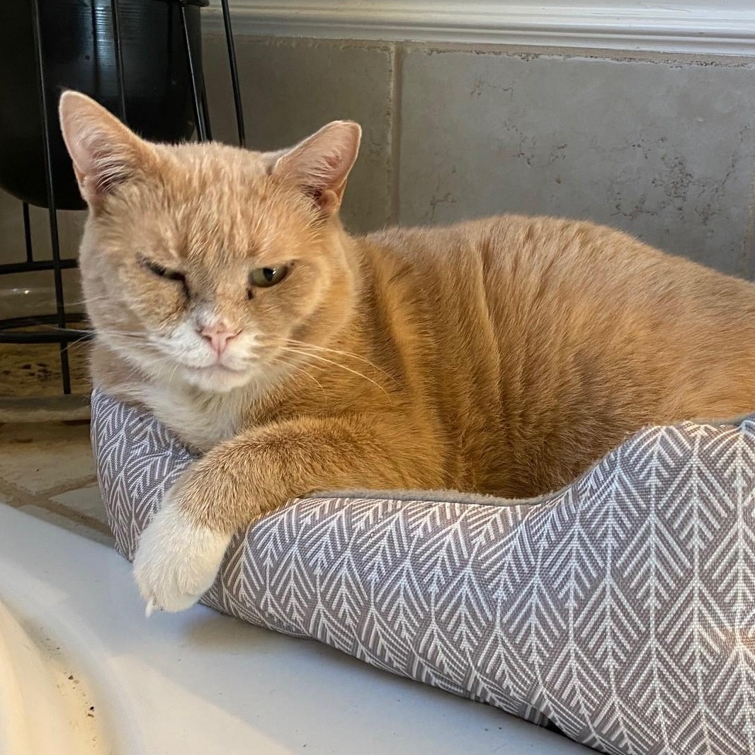 Enlarge Noah, a Adoptable British Shorthair in Columbus, OH image 4/6